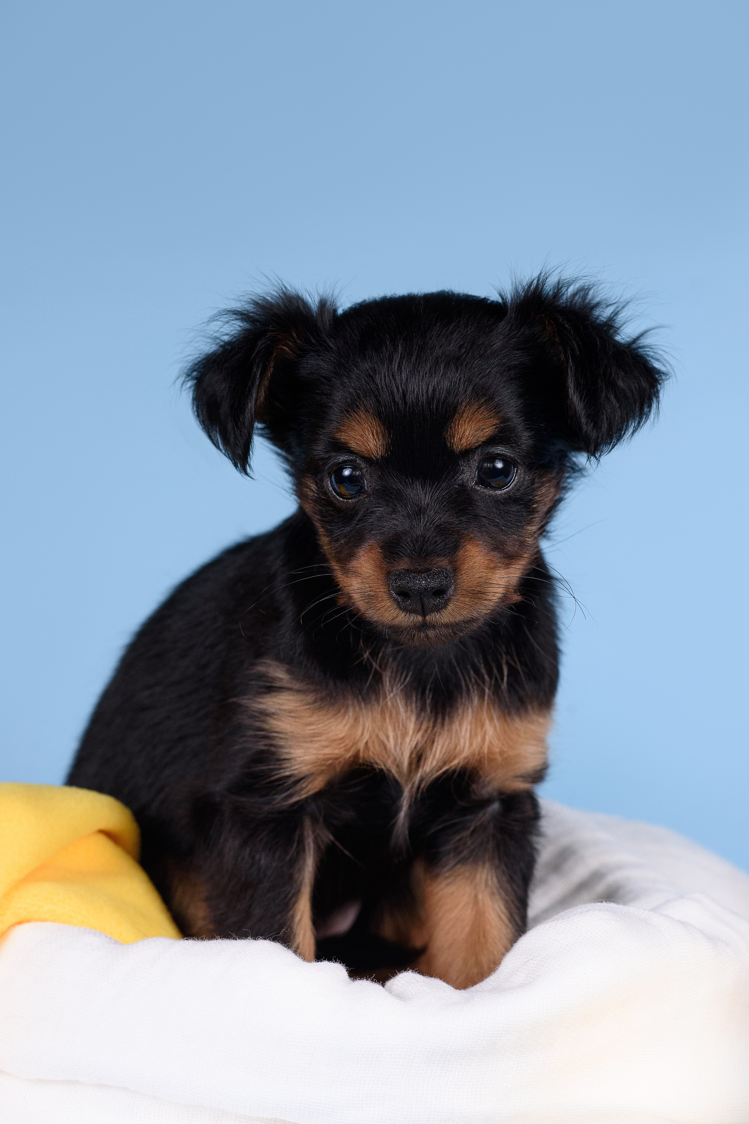 Щенки Пражских крысариков -13.04.2024. Фотограф — Анималист | Анна Абрамова