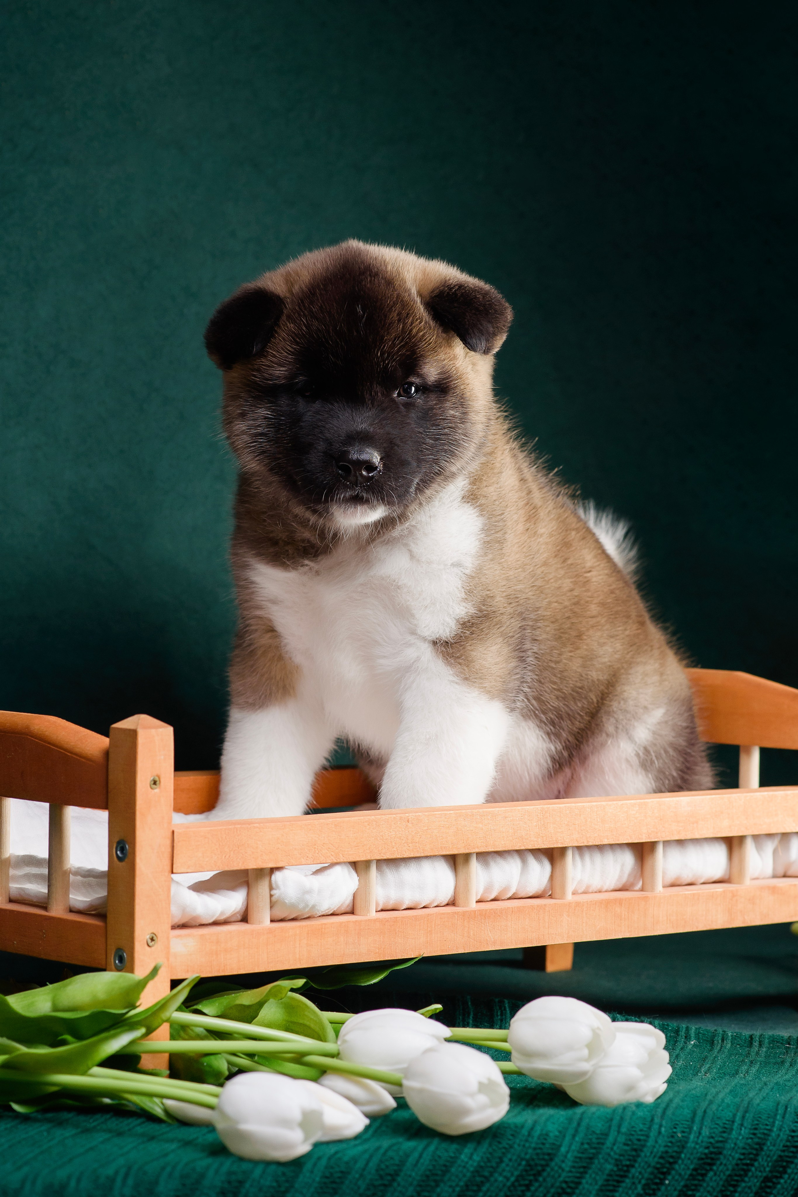 Щенки Американской Акиты. Фотограф — Анималист | Анна Абрамова