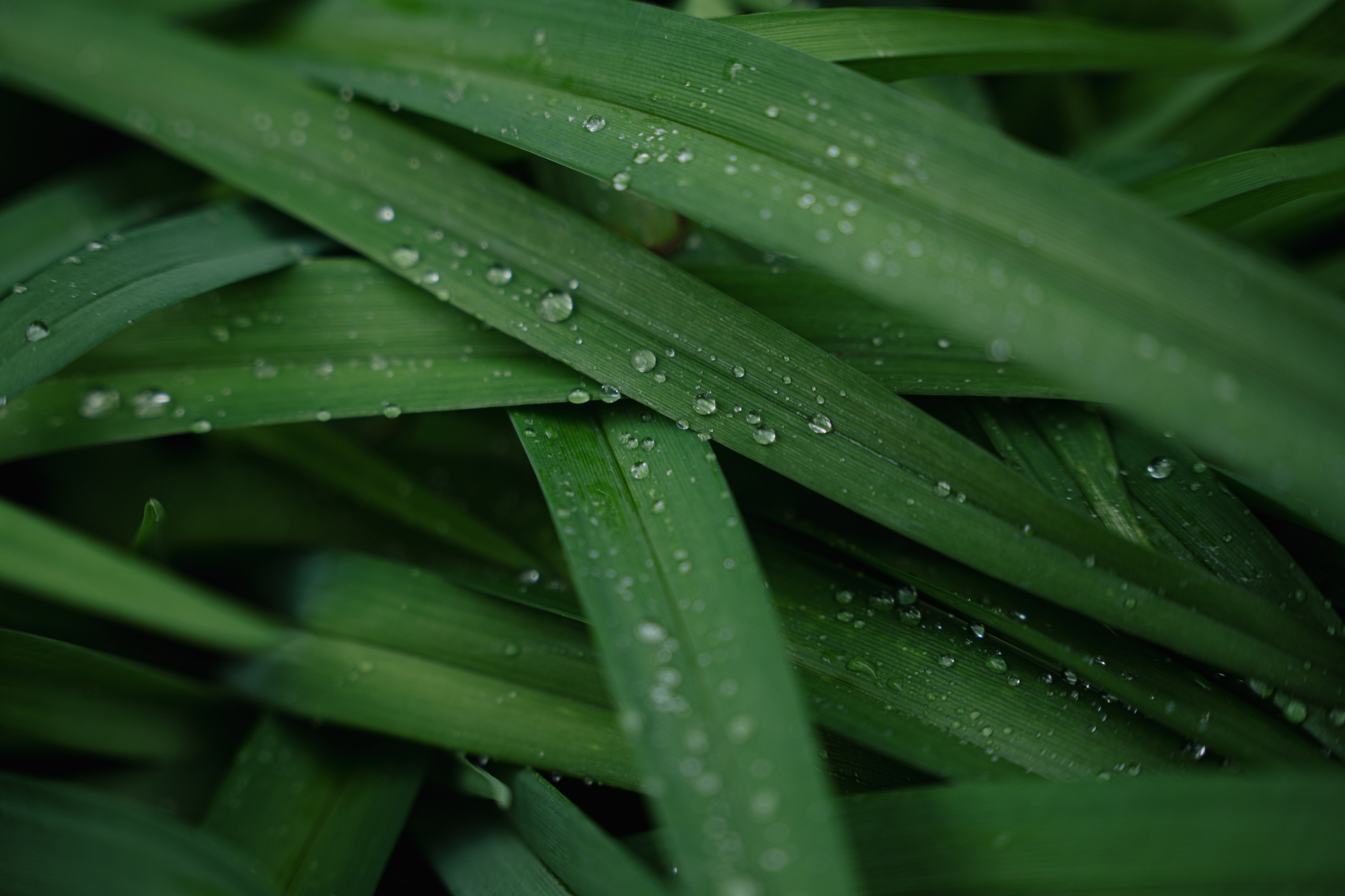 30/05/2025. Фотограф Томск, Новосибирск Влад Свириденко