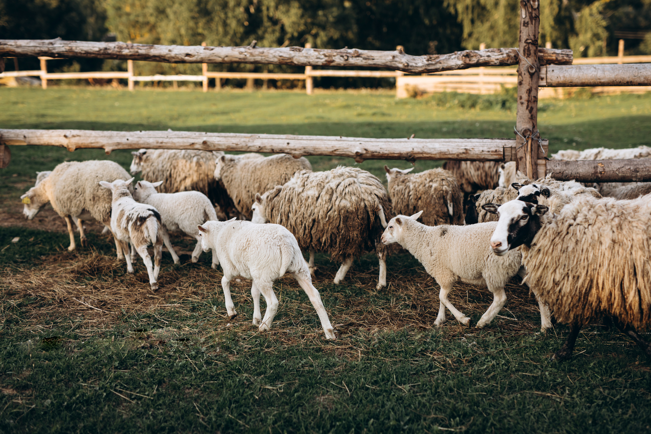 Country side. Портретный женский фотограф Минск Беларусь Алена Янович