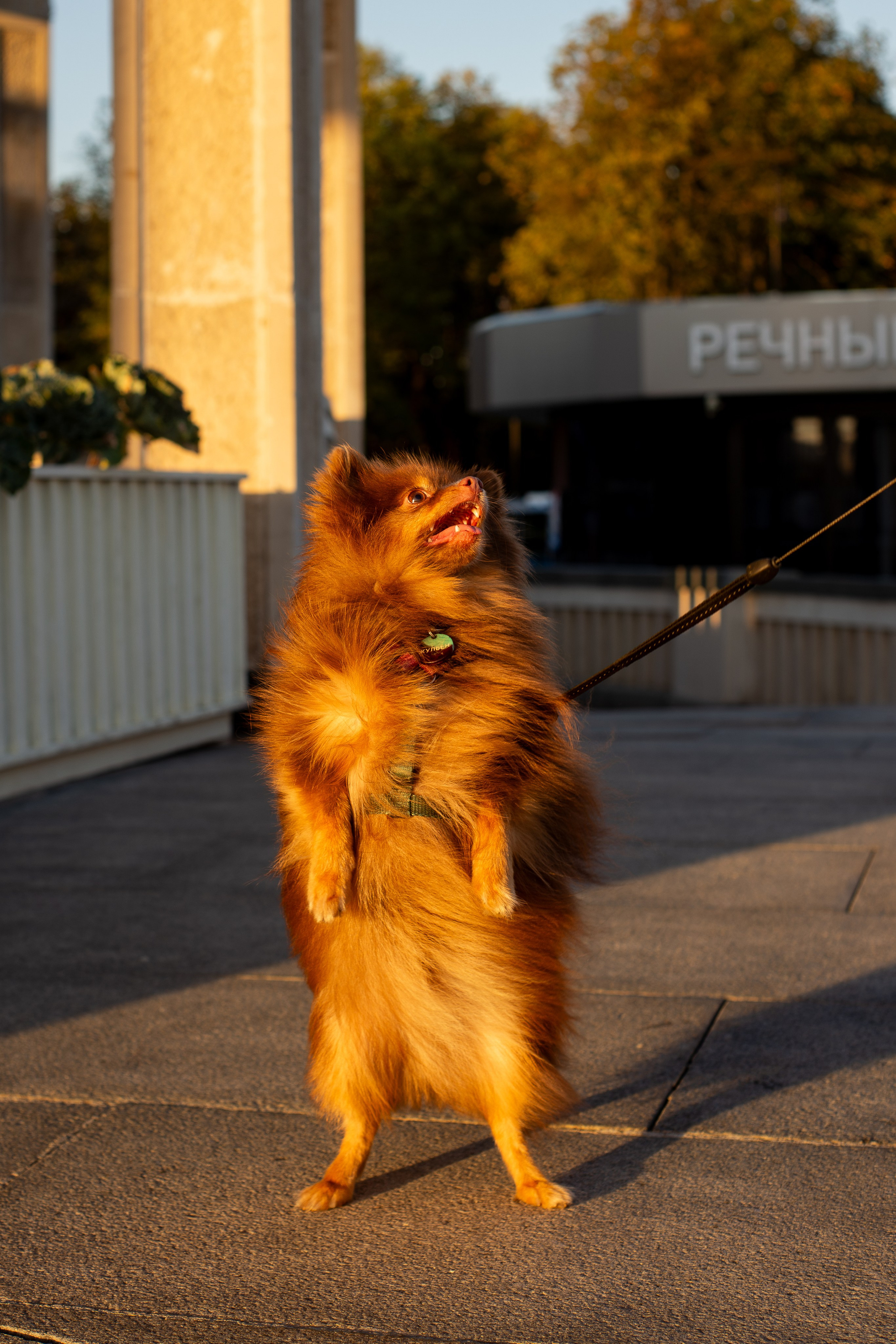Настя и Жульен. Фотограф-анималист Мария Баркевич | Москва