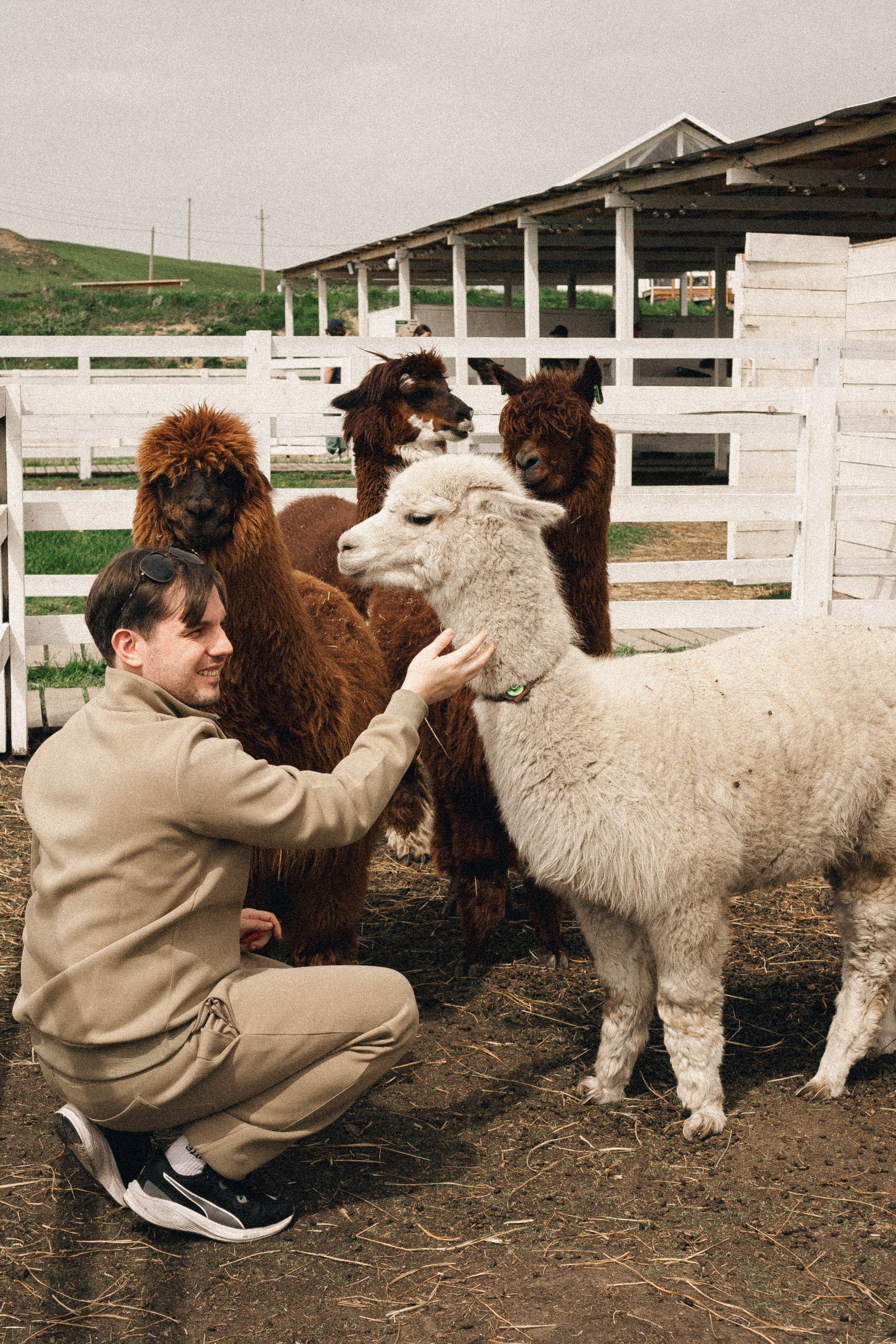Ферма Альпак. Профессиональный фотограф, Санкт-Петербург — Виктория Богомолова