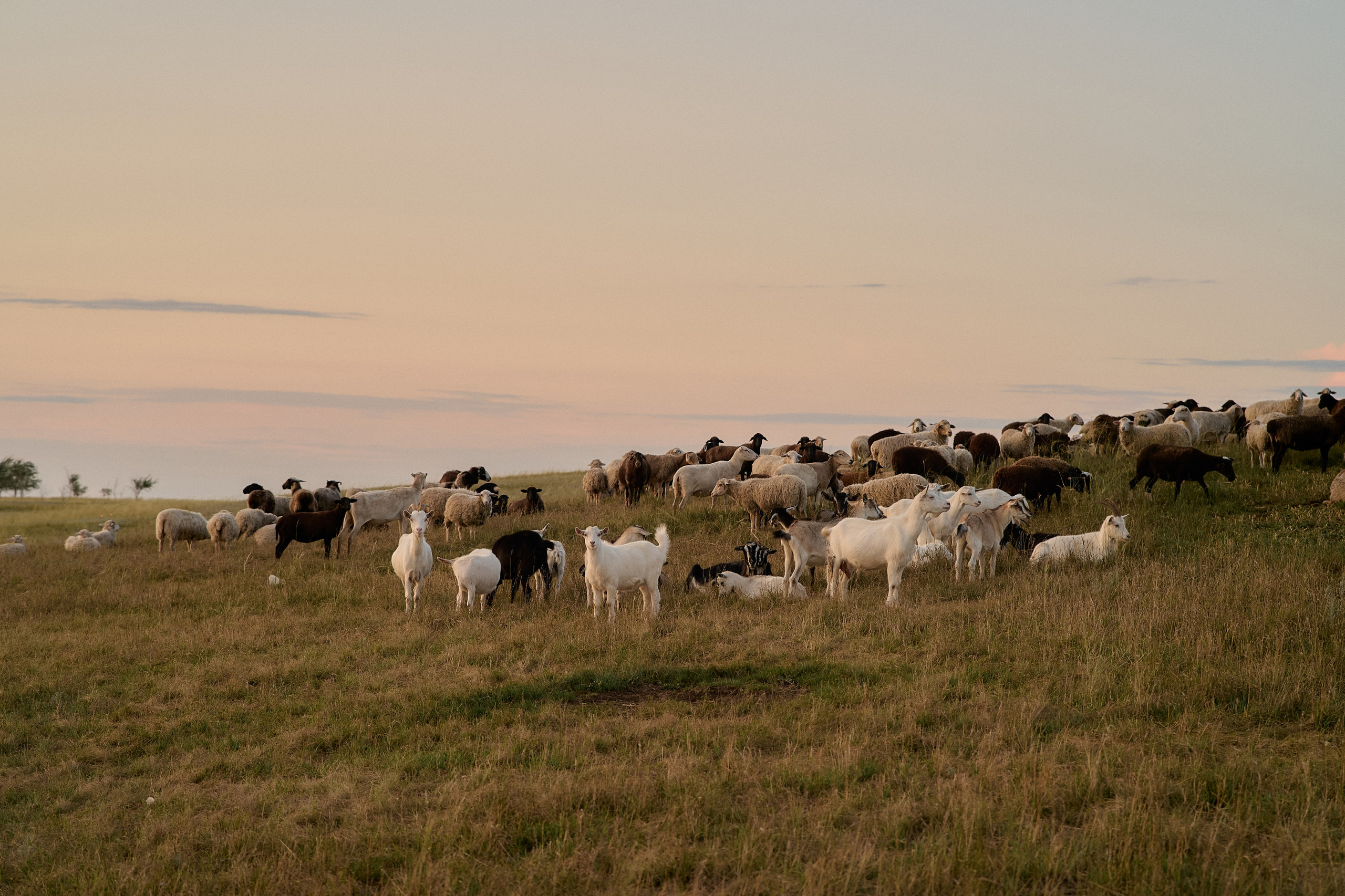 Оля и Аделина. Семейный и свадебный lifestyle-фотограф в Москве Мария Петрова