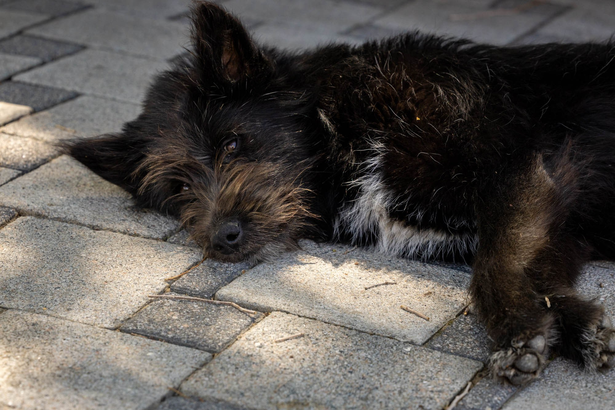Анапа. Виктория Михайловская. Фотограф-анималист. Москва