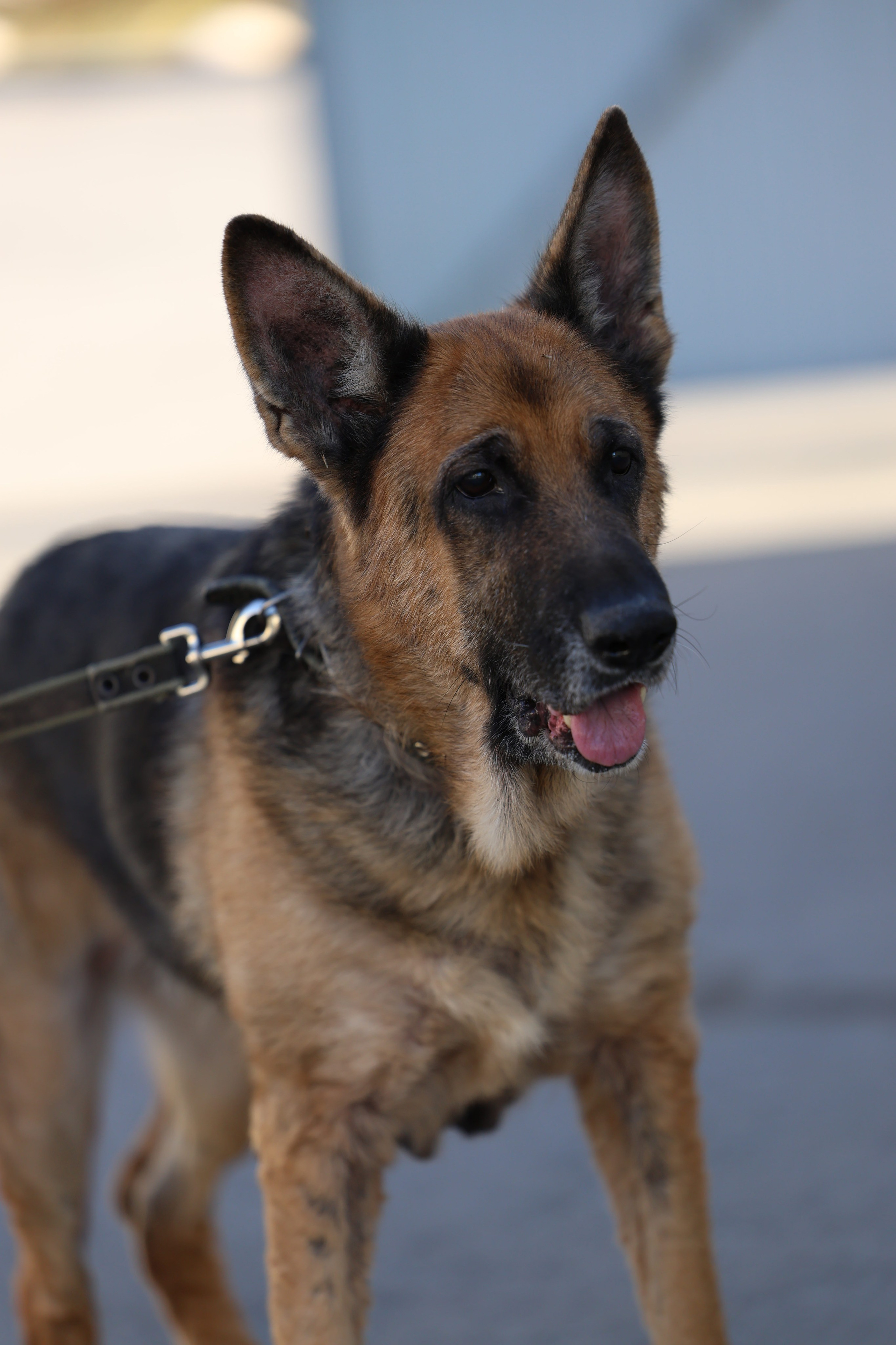 Приют. Виктория Михайловская. Фотограф-анималист. Москва