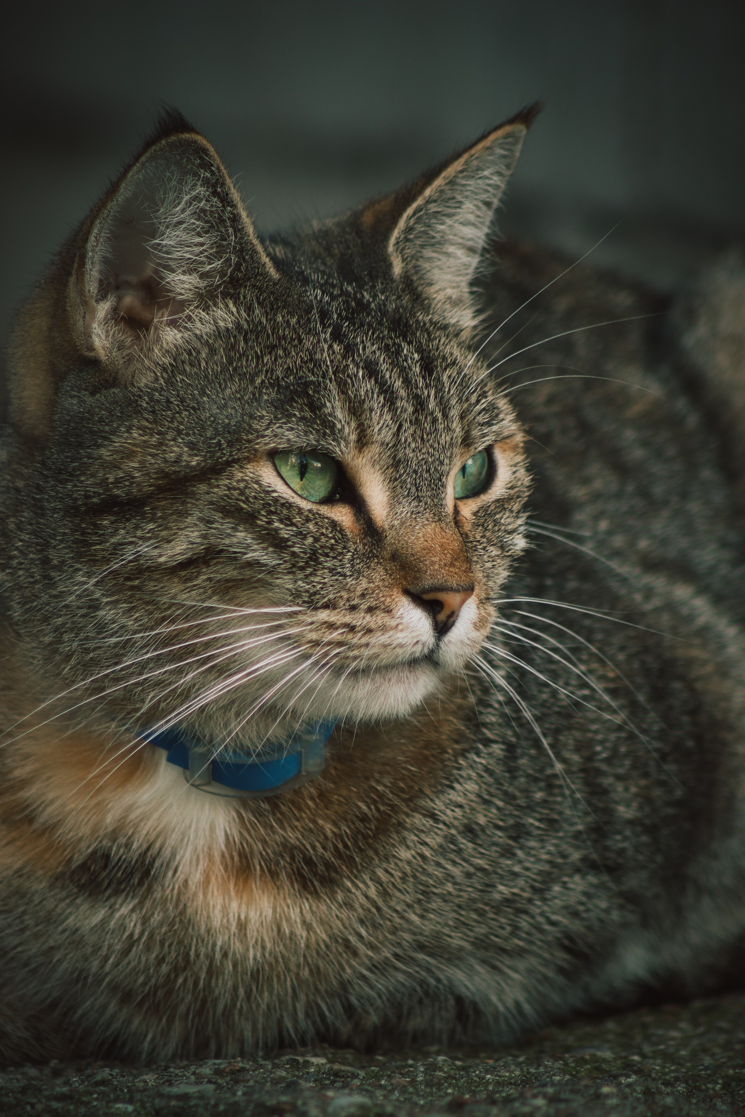 Р А З Н Ы Е — К О Т Ы. — Digital Noise —