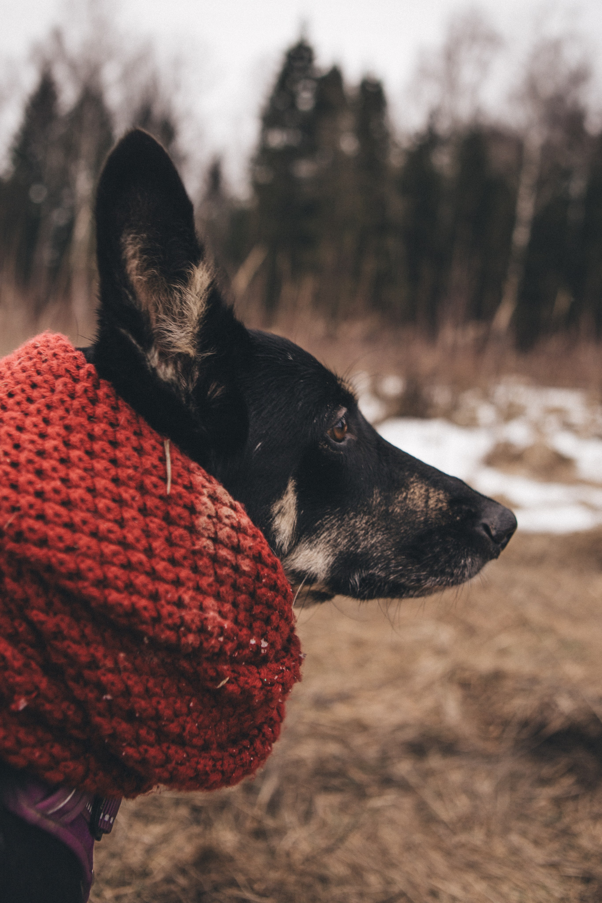 A cinematic tale of true love and unbreakable friendship between a man and a dog. Portrait, family and pet photographer in Cyprus, Ksenia Bourdelle