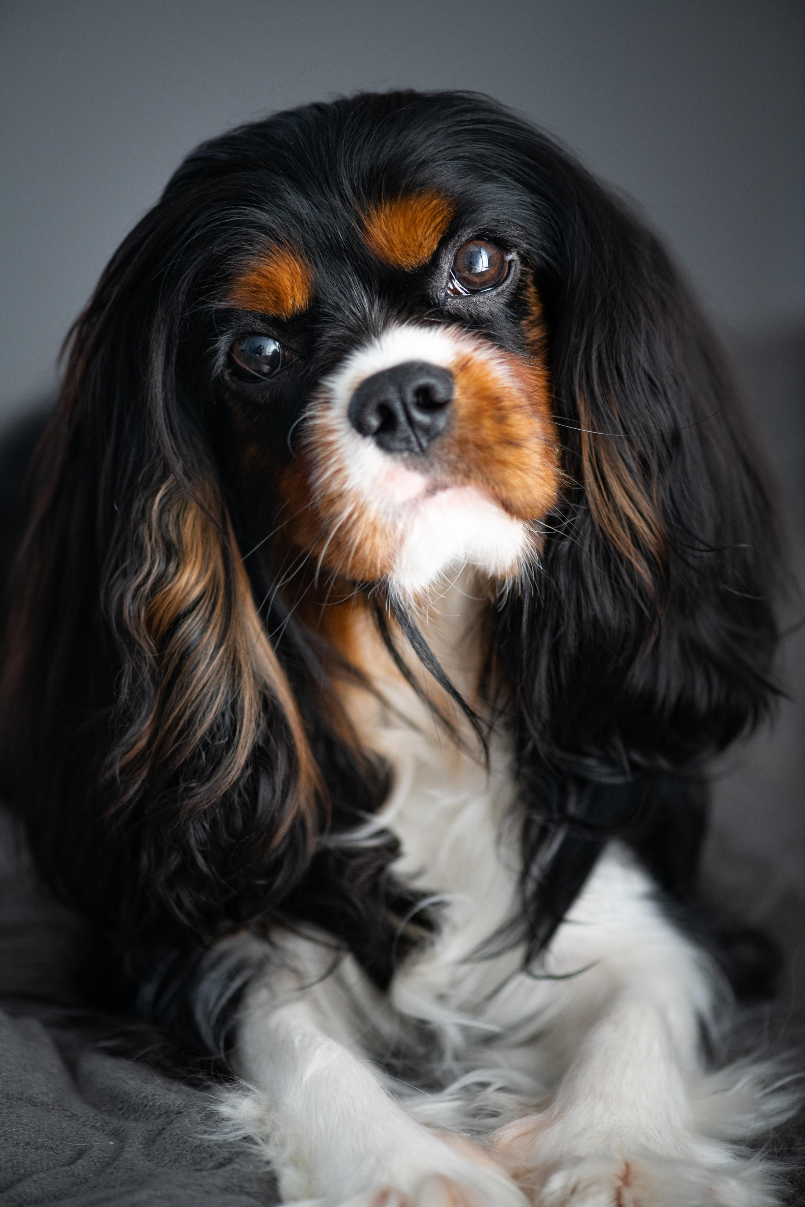 Зверье. Elnora Atnagulova Foodphotography