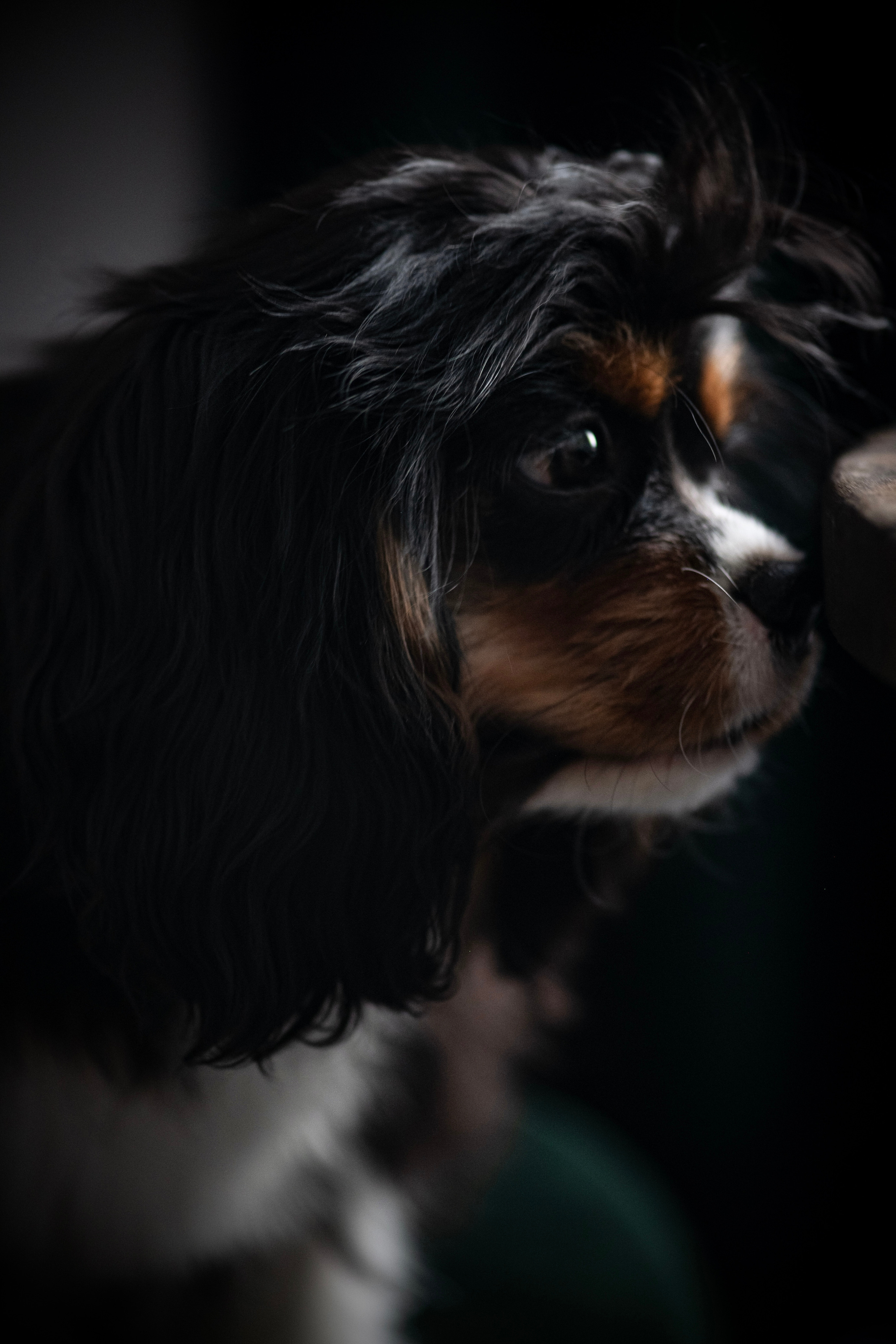 Зверье. Elnora Atnagulova Foodphotography