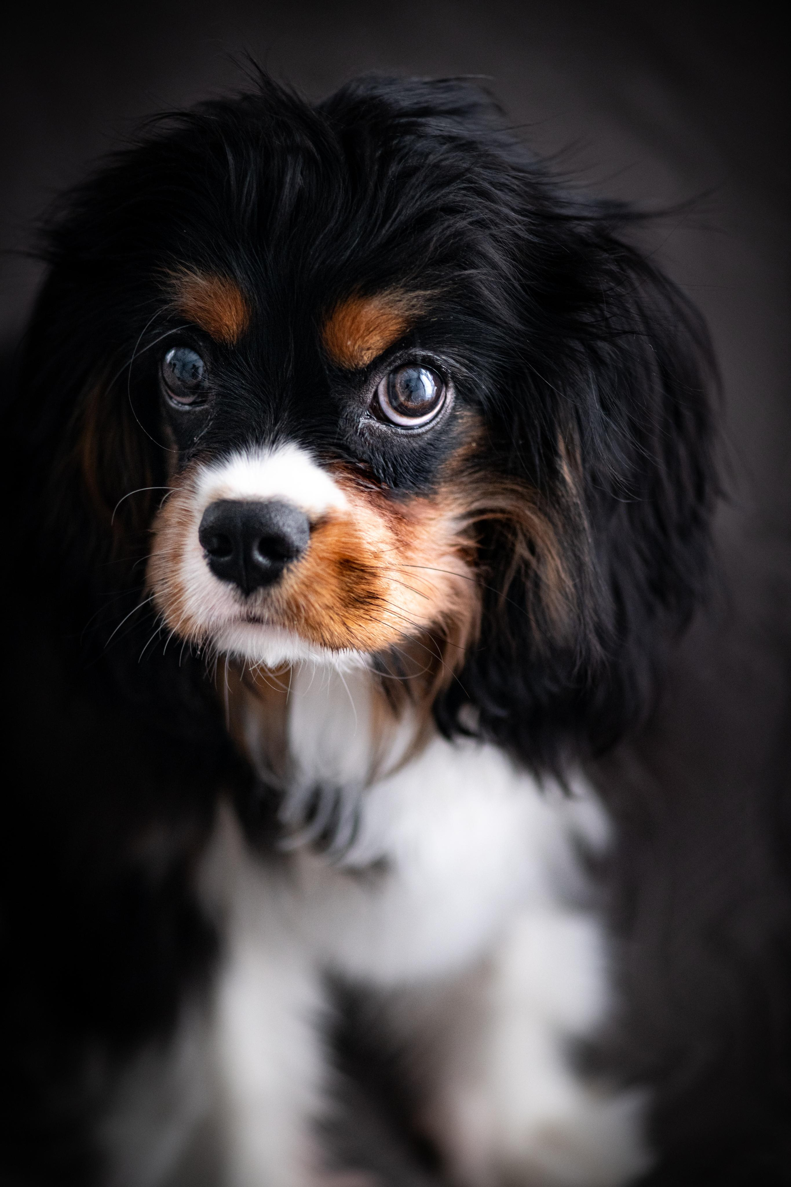 Зверье. Elnora Atnagulova Foodphotography