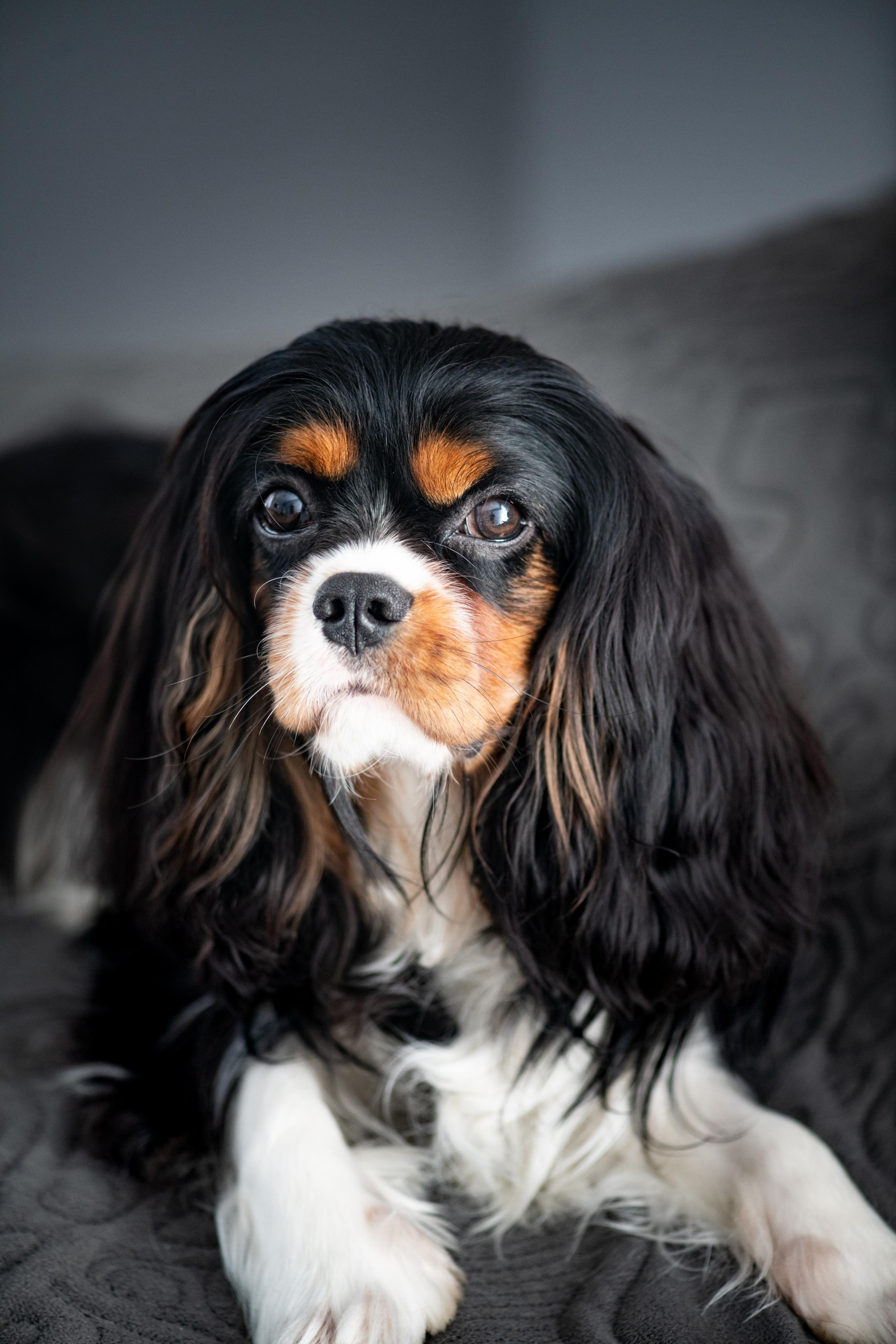 Зверье. Elnora Atnagulova Foodphotography