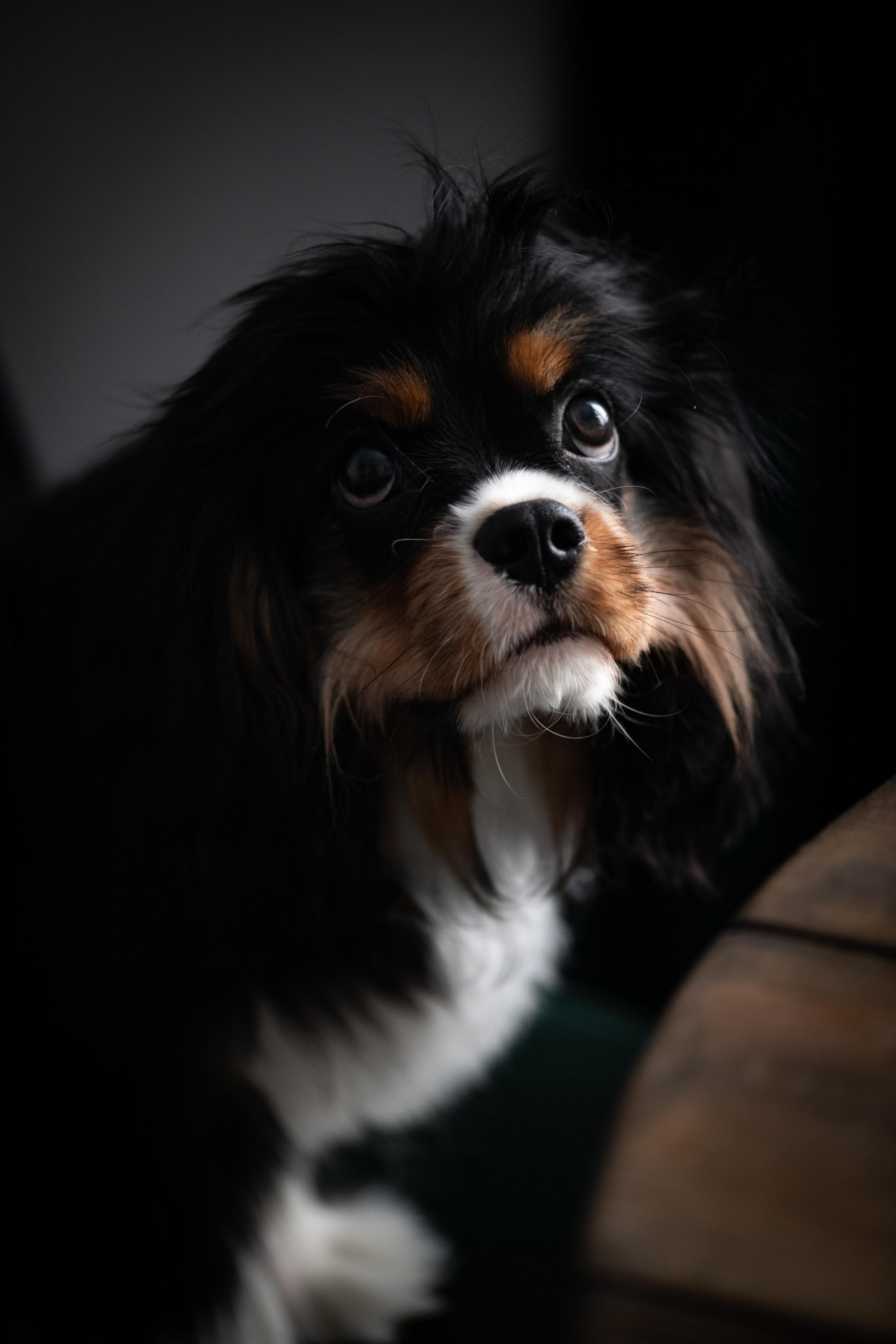 Зверье. Elnora Atnagulova Foodphotography