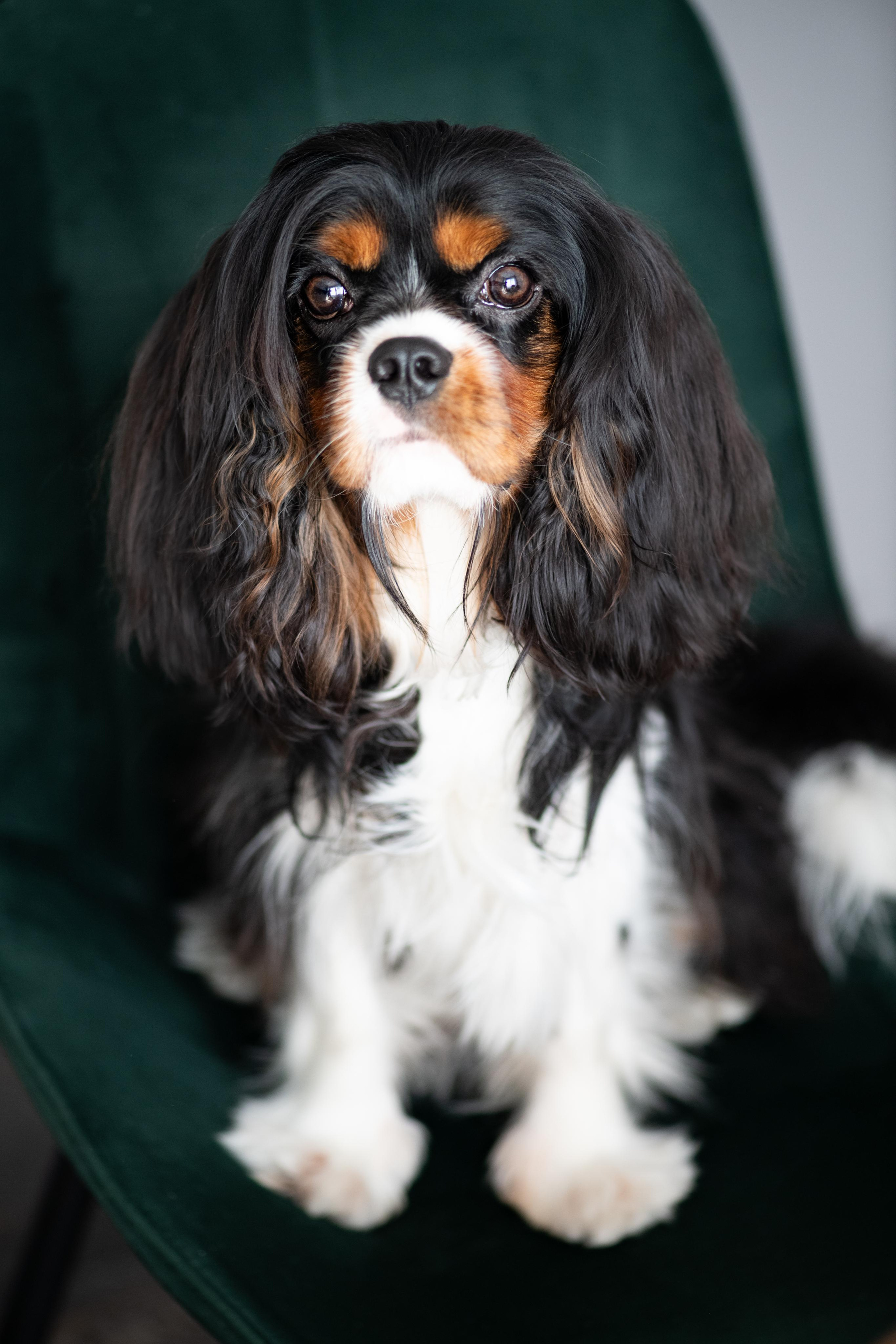 Зверье. Elnora Atnagulova Foodphotography