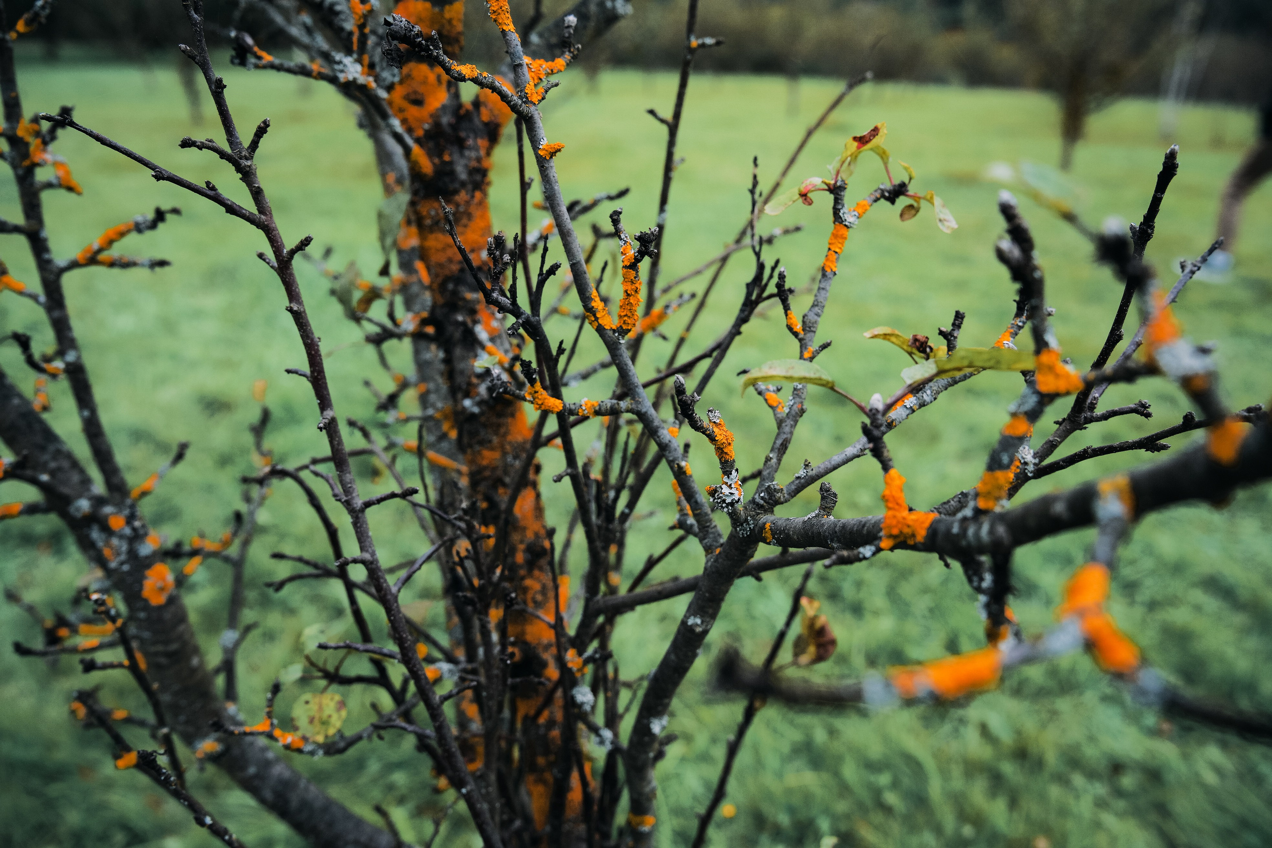 Осень 2025. Фотограф из Москвы — DASHA NOVA | Авторская фотография в разных жанрах