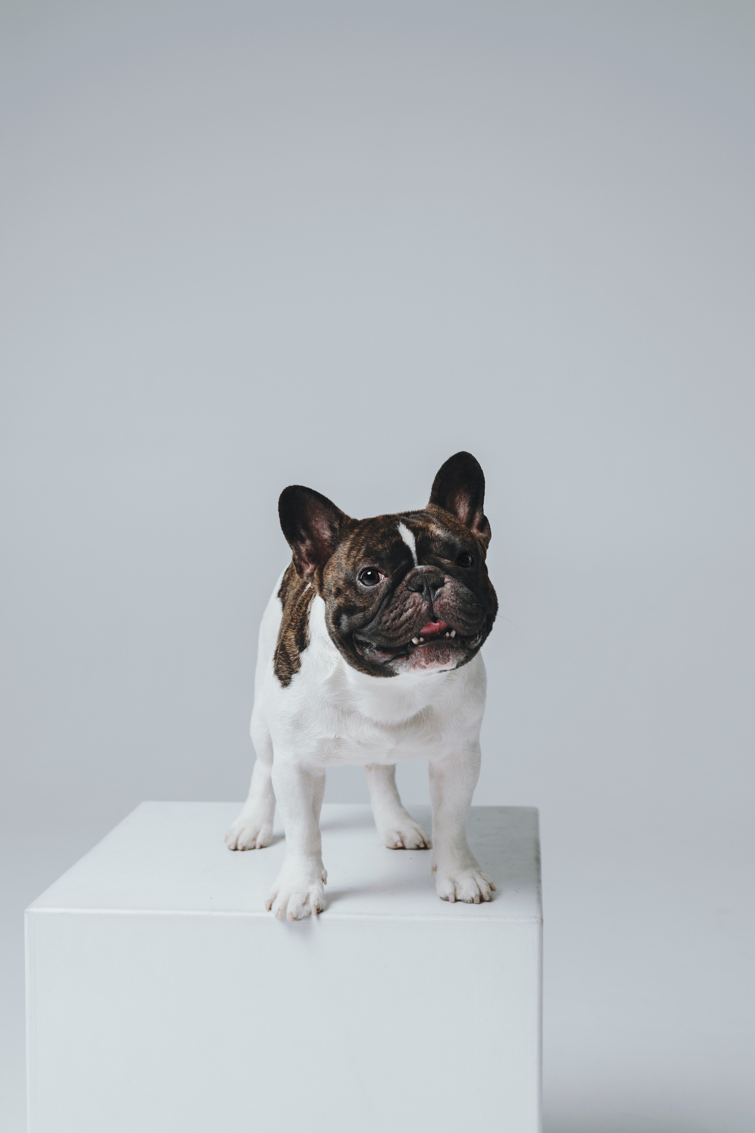 Анна, Юля, грогу и Винс. Фотограф — анималист Владивосток, Алина