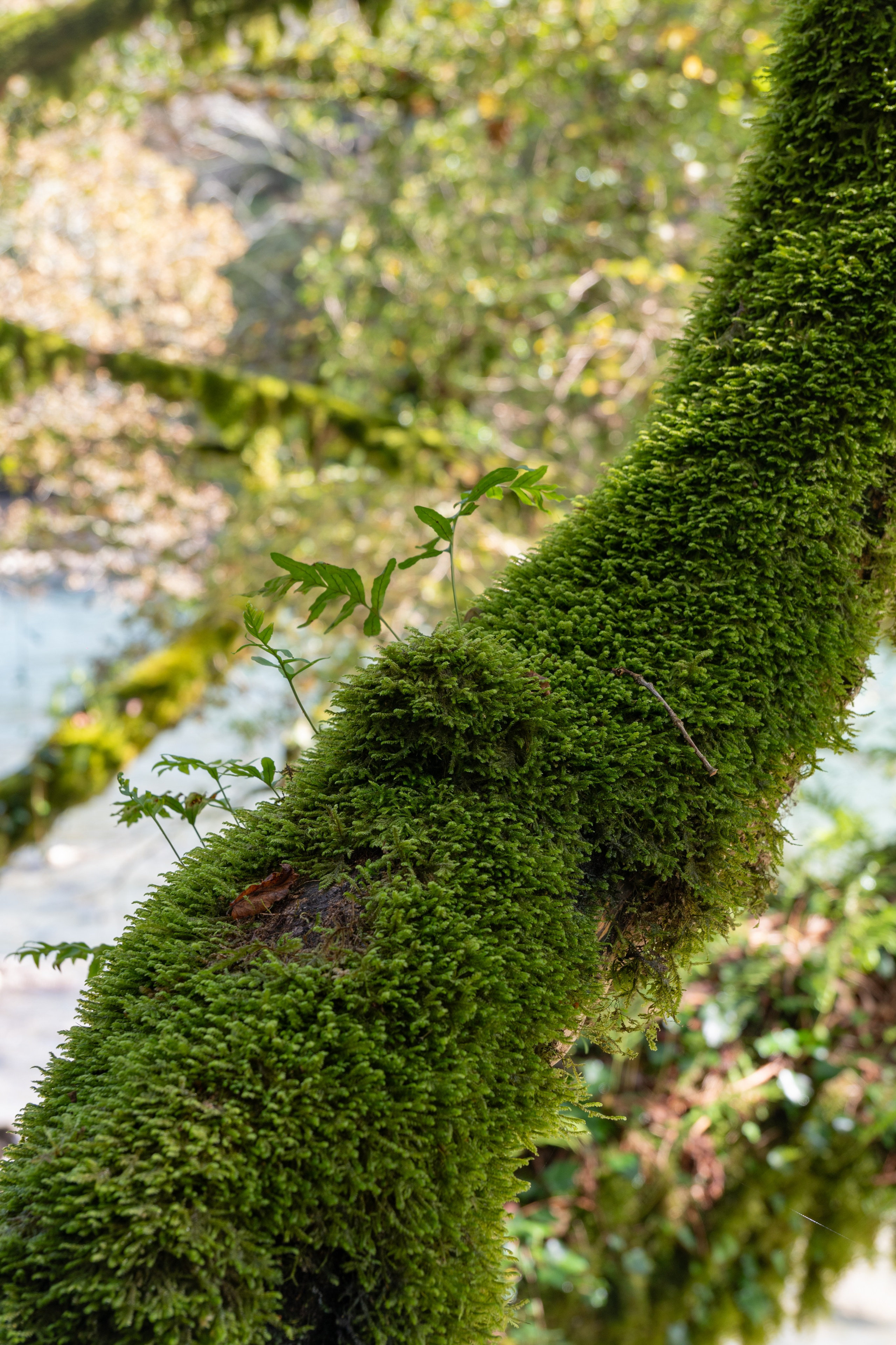 Абхазия. Gusarov Travel Photography