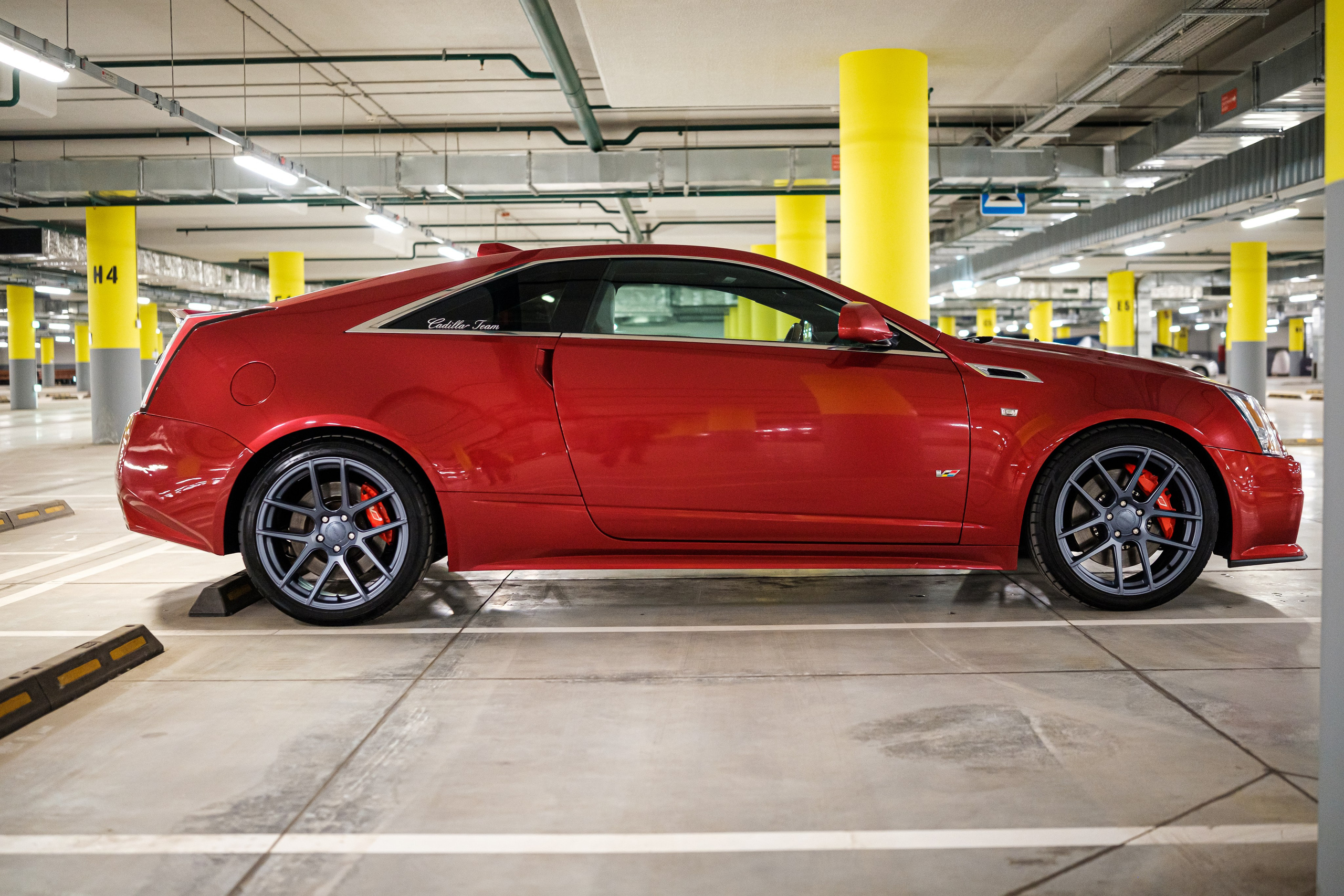 Кэдди. Алексей Никифоров фотограф Москва, Химки