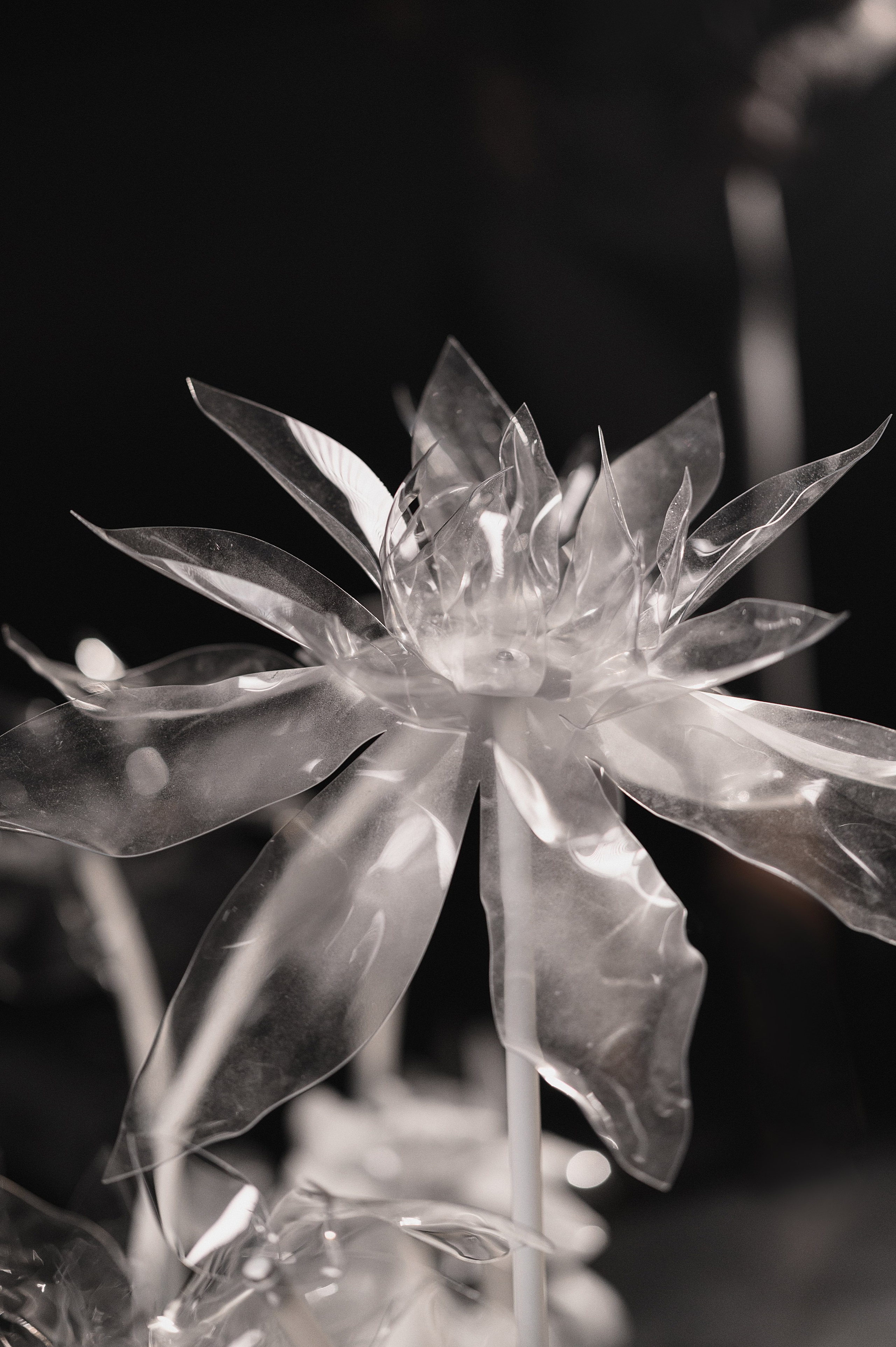 Паша и Ангелина. Свадебный фотограф и видеограф