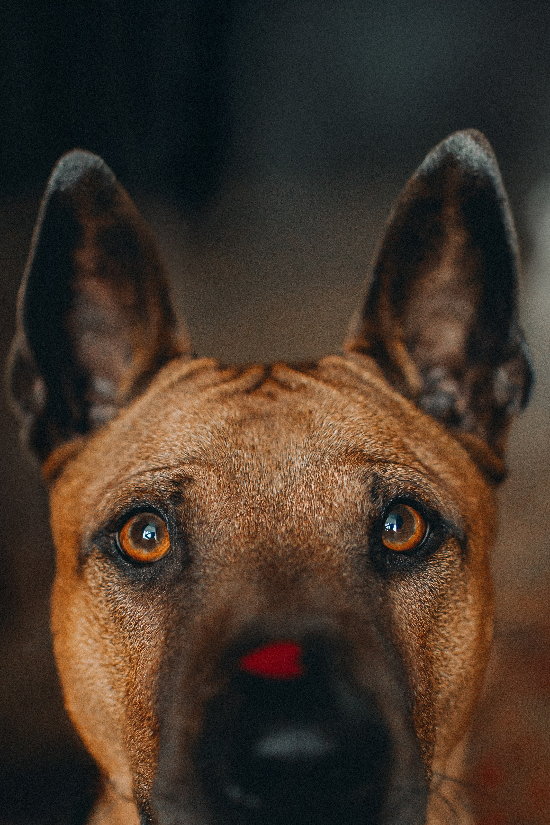 Оксана и Зевс