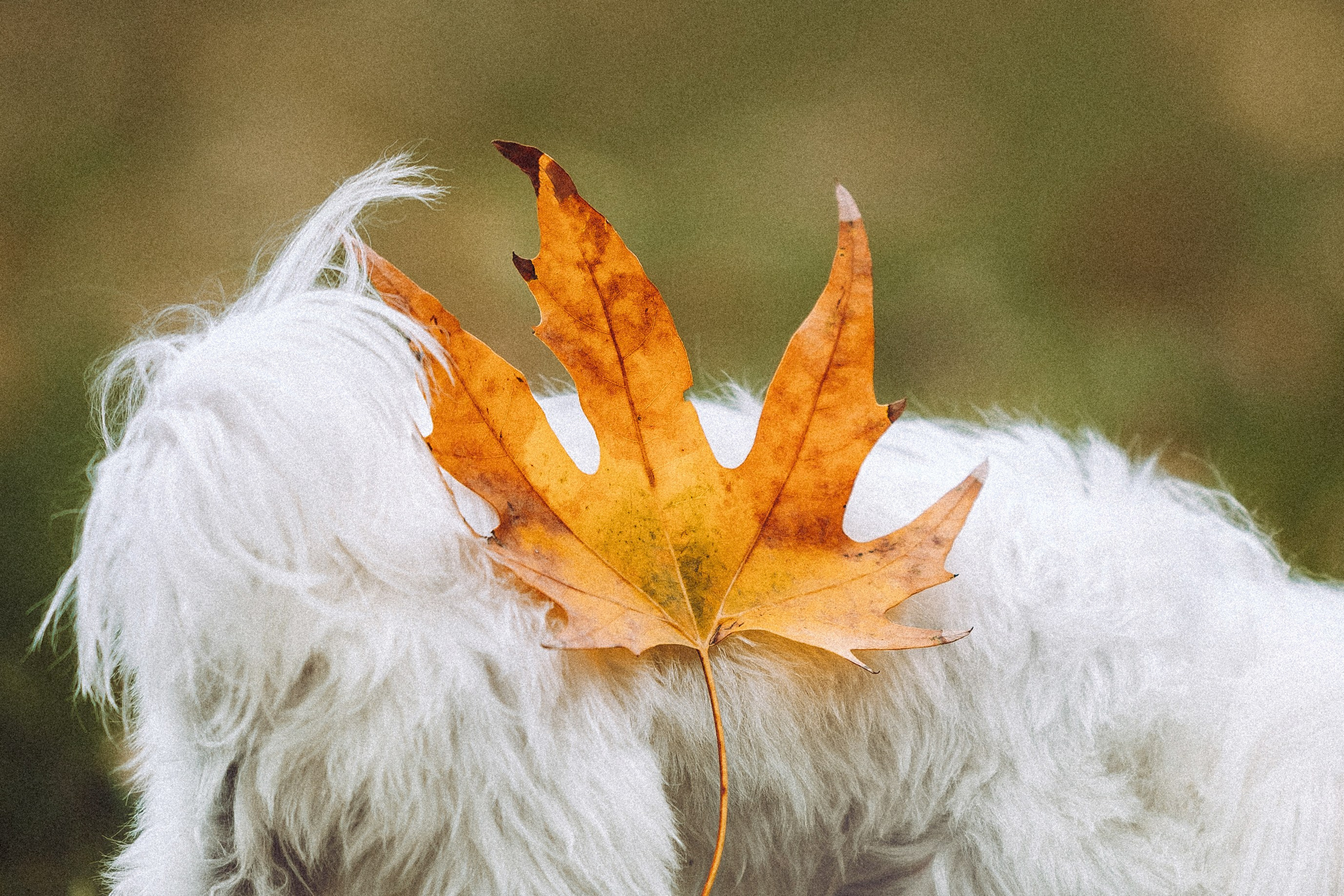 Настя и Гоша