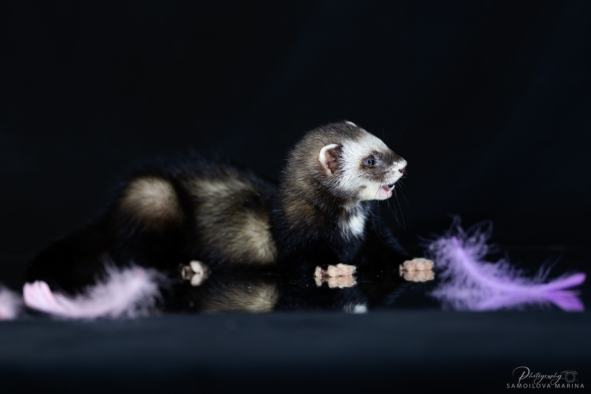 Хорьки. Фотограф-анималист в Москве и МО Самойлова Марина