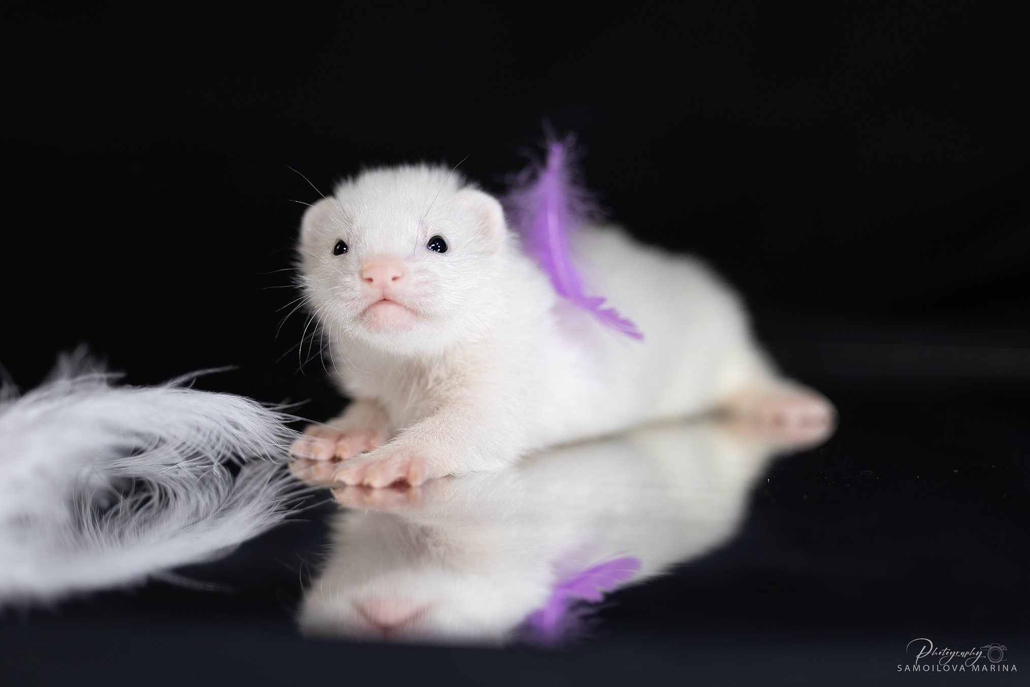 Хорьки. Фотограф-анималист в Москве и МО Самойлова Марина