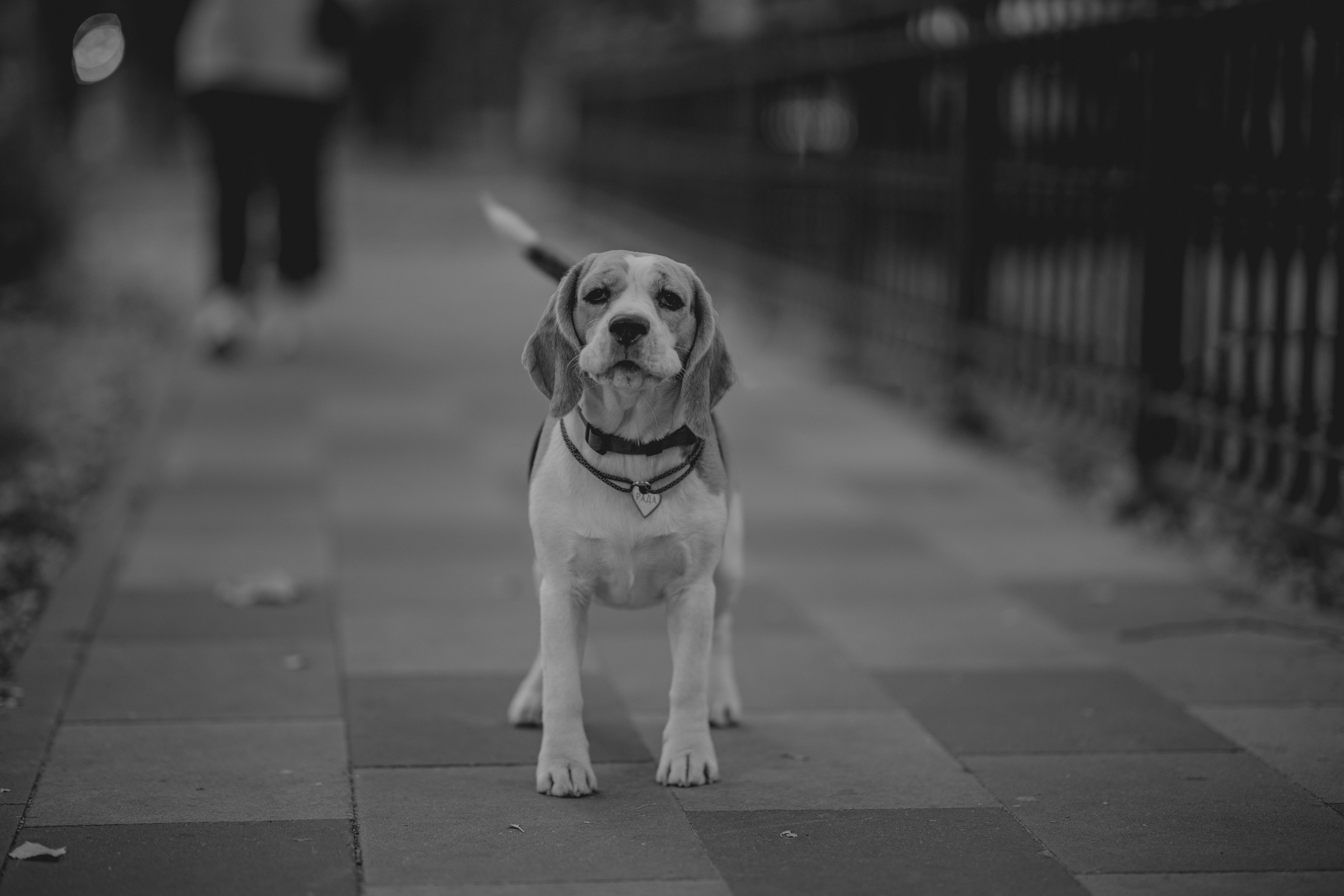 Mono. Фотограф Денис Болдинов. Москва