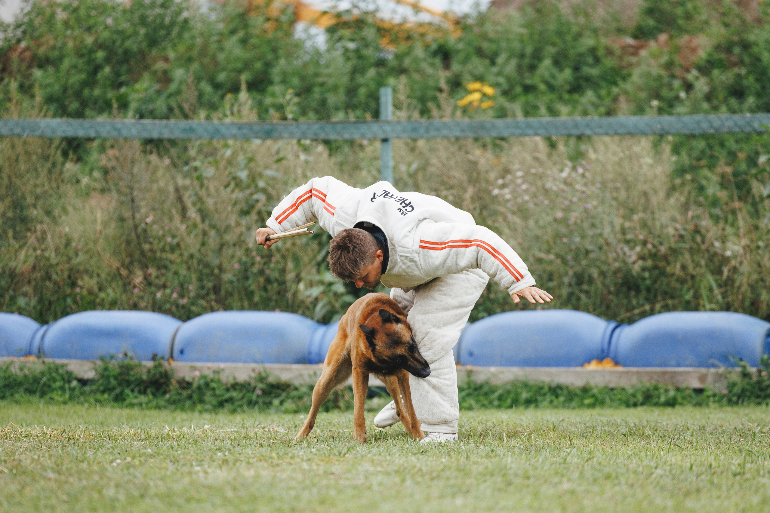 08.08.25-10.08.25 ЧР по мондьорингу г. Вологда. Фотограф-анималист Анна Маринич