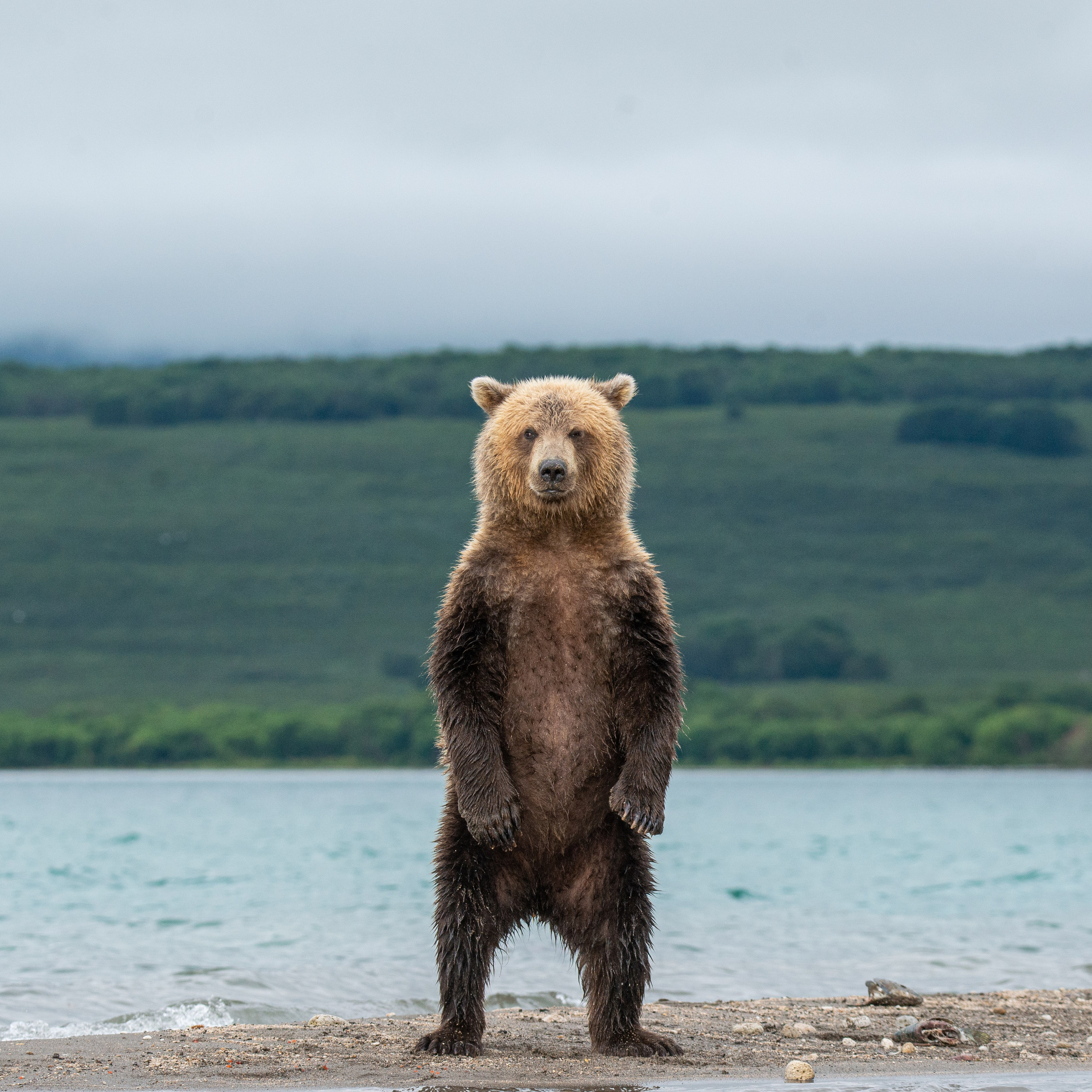Камчатка — земля медведей. Игорь Иванко — Репортажный и событийный фотограф. Москва