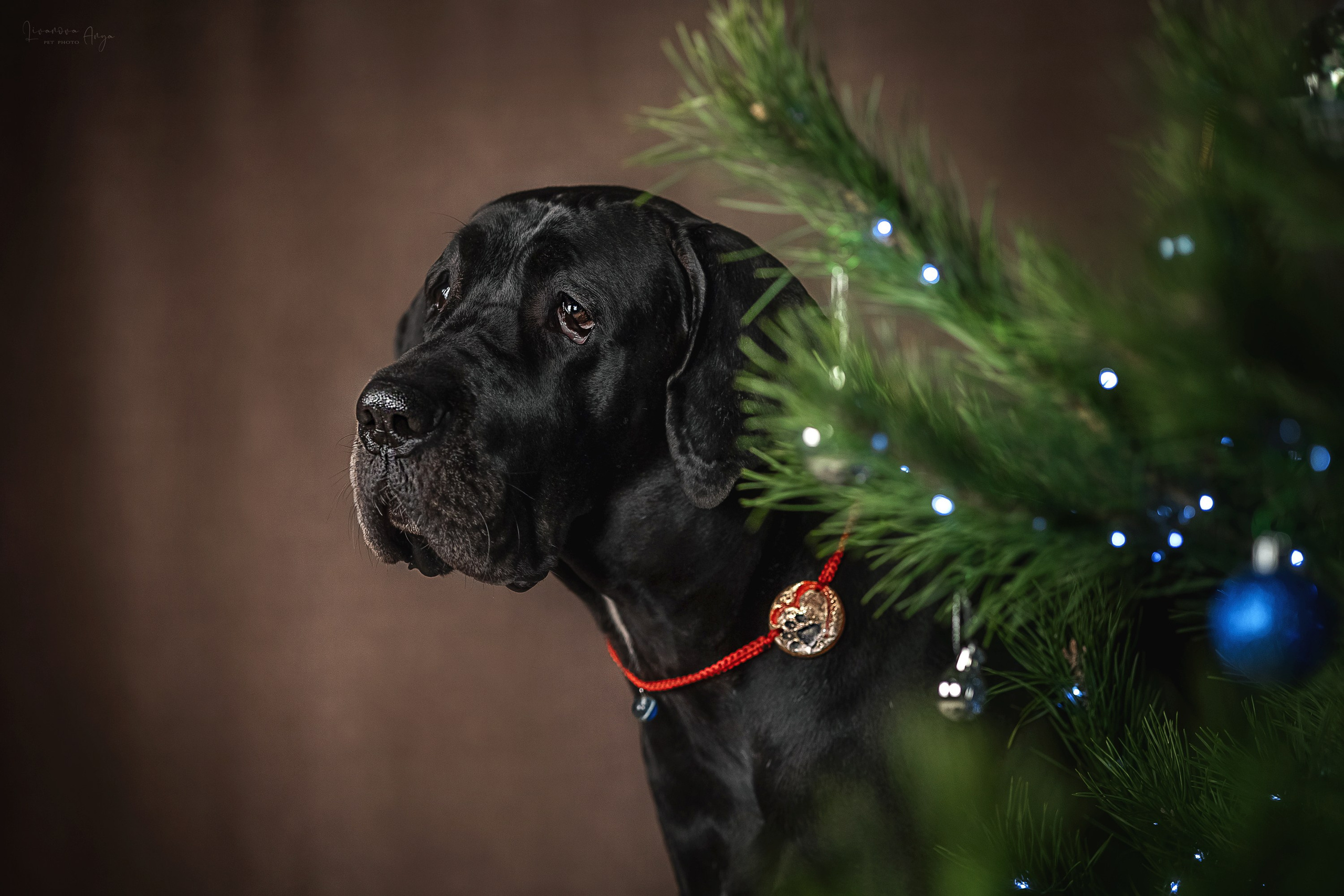 Фотодень_2 2025. Фотограф анималист Аня Ливанова | Рыбинск