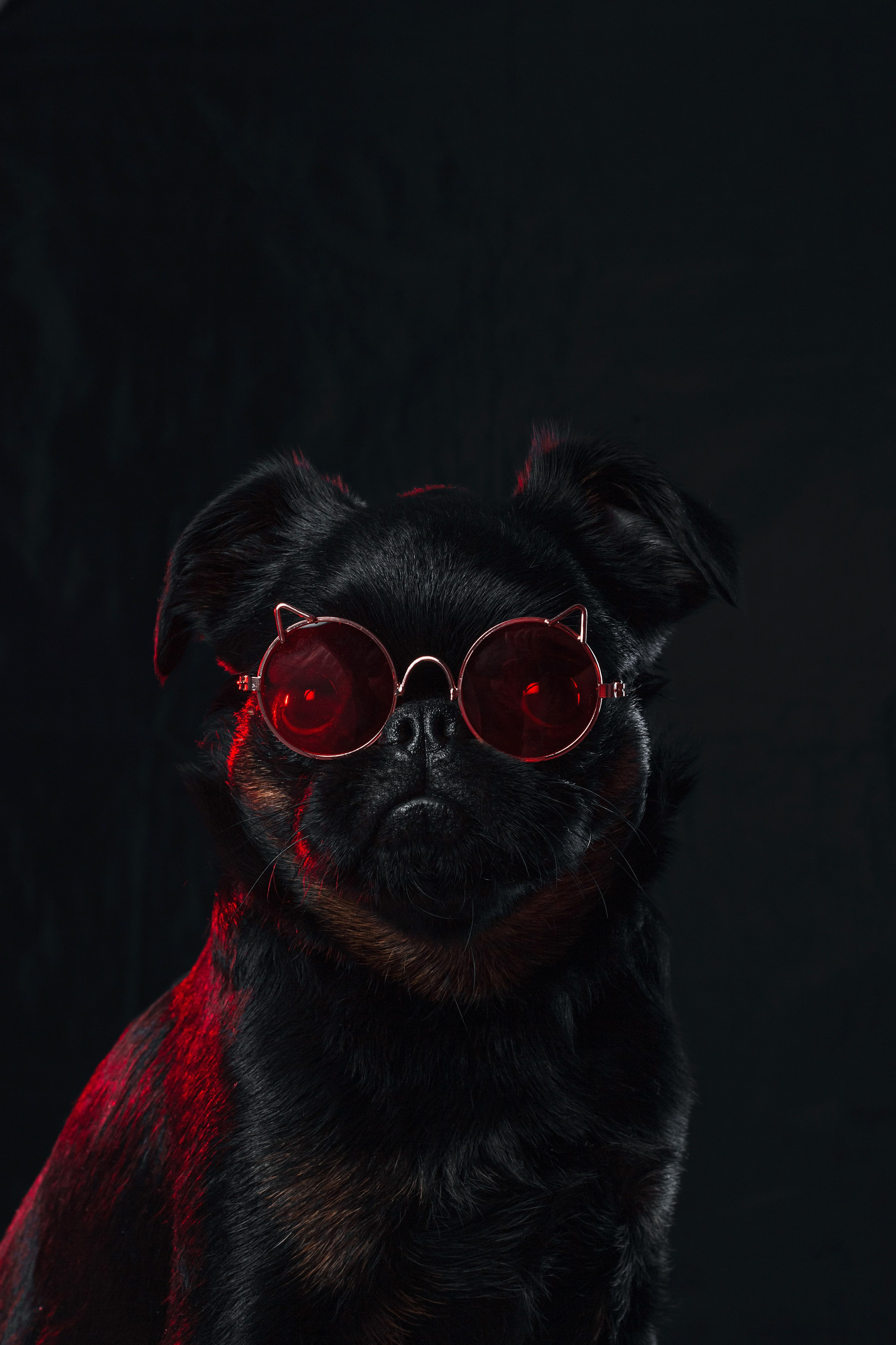 Студийная фотосессия с цветным светом. Фотограф-анималист Татьяна Степанова