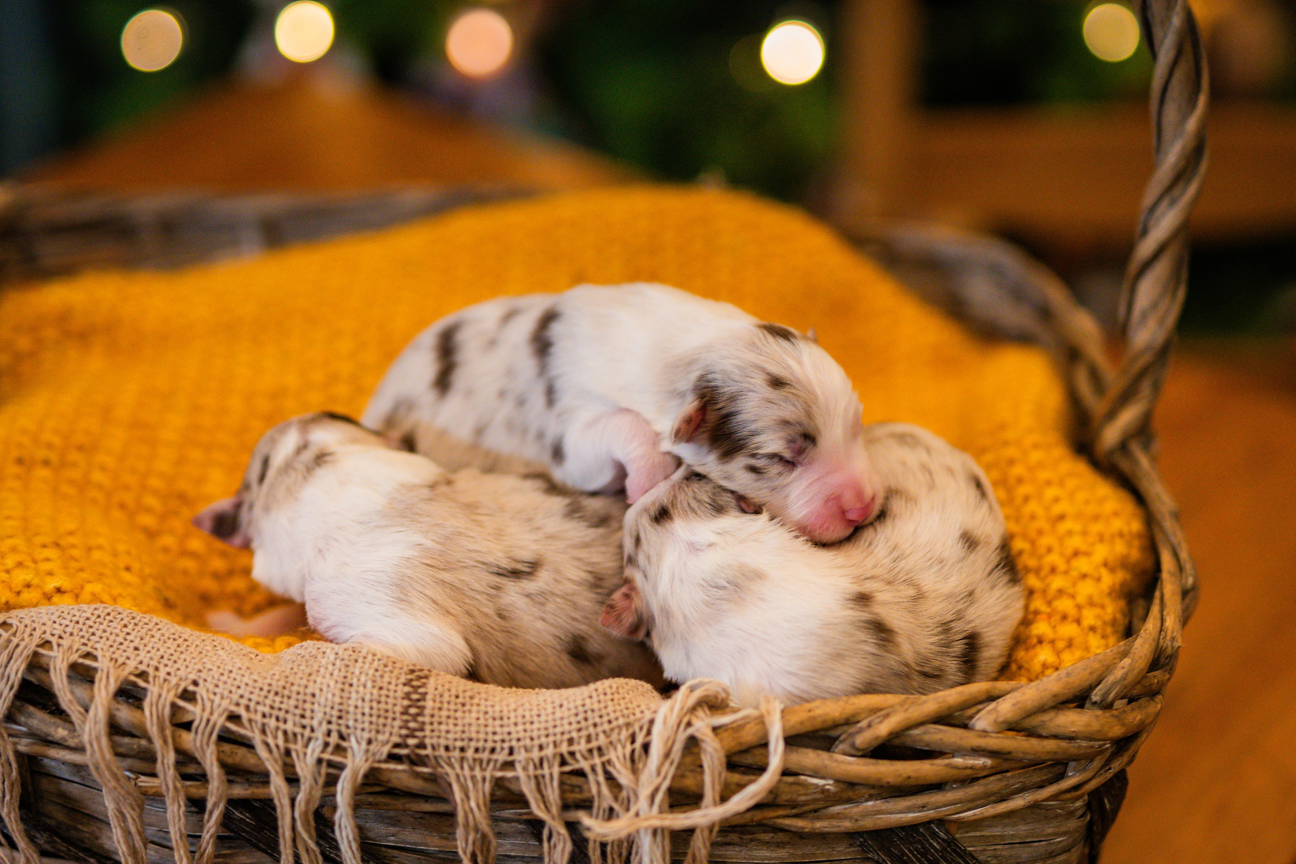 Фритсвит. Семейный фотограф Ефремова Виктория