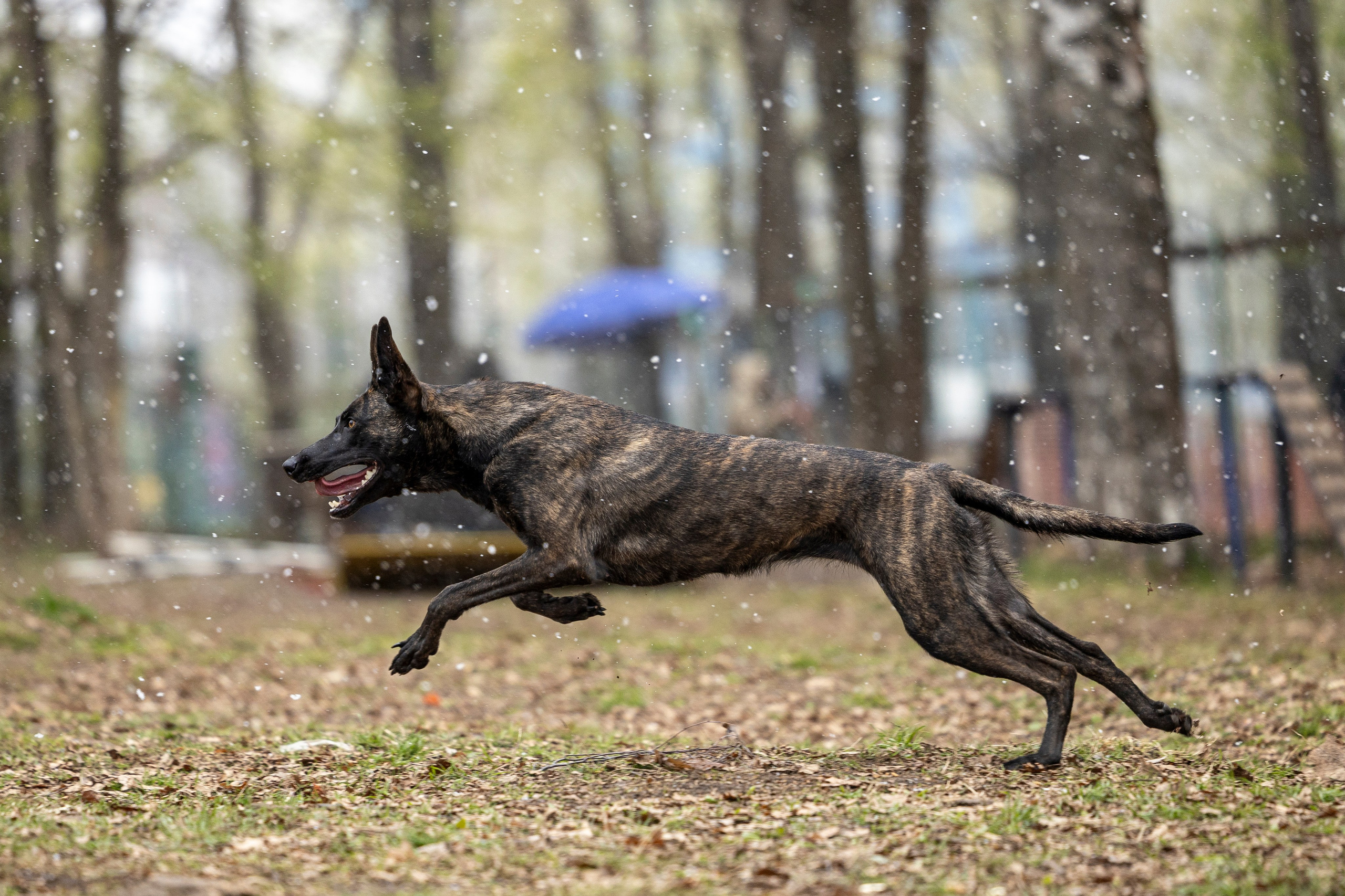 Квалификационные состязания по мондьорингу г. Вологда 11.05.24. Фотограф-анималист Анна Маринич