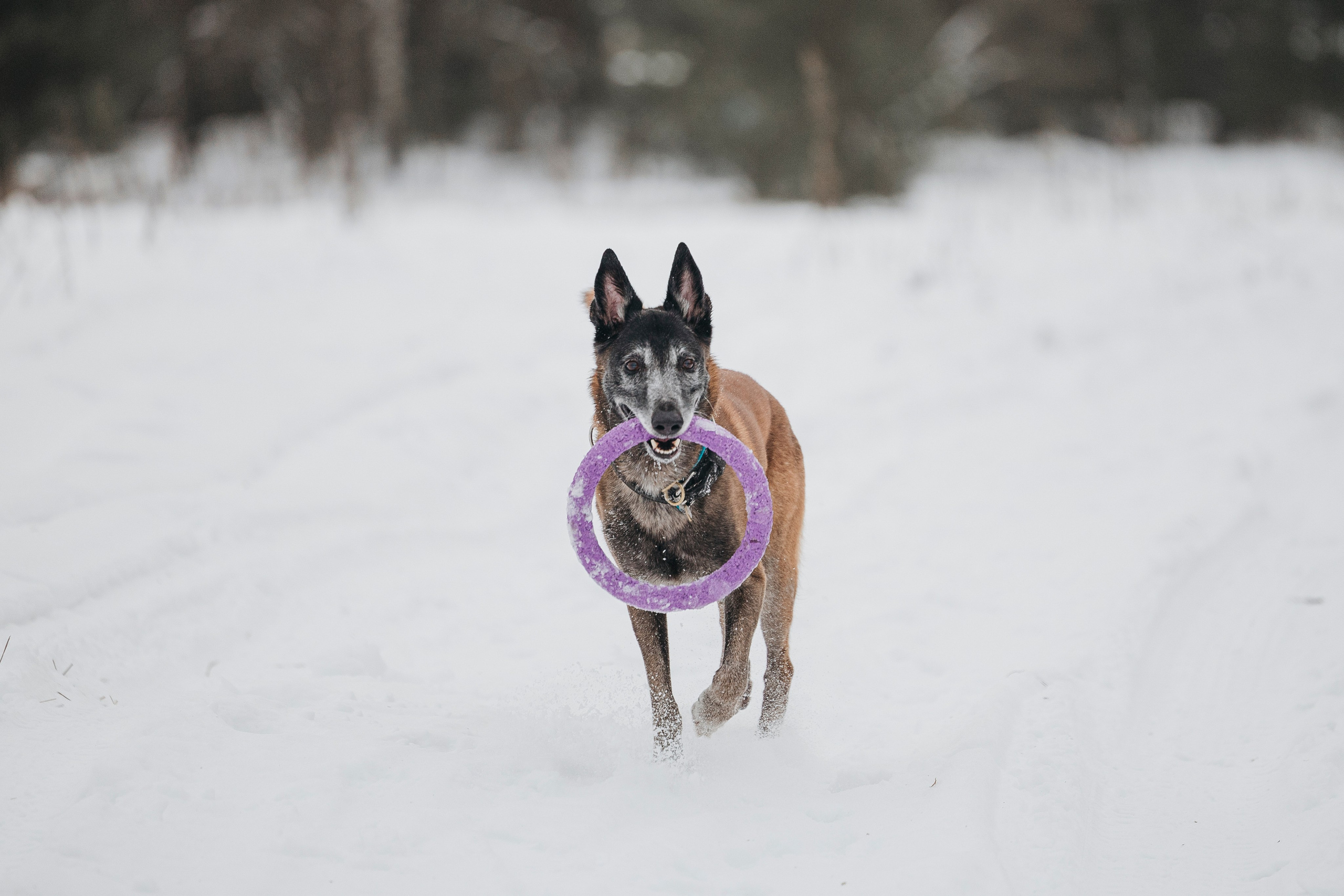 Даша, Омен, Айс и Рицу. Фотограф-анималист Анна Маринич