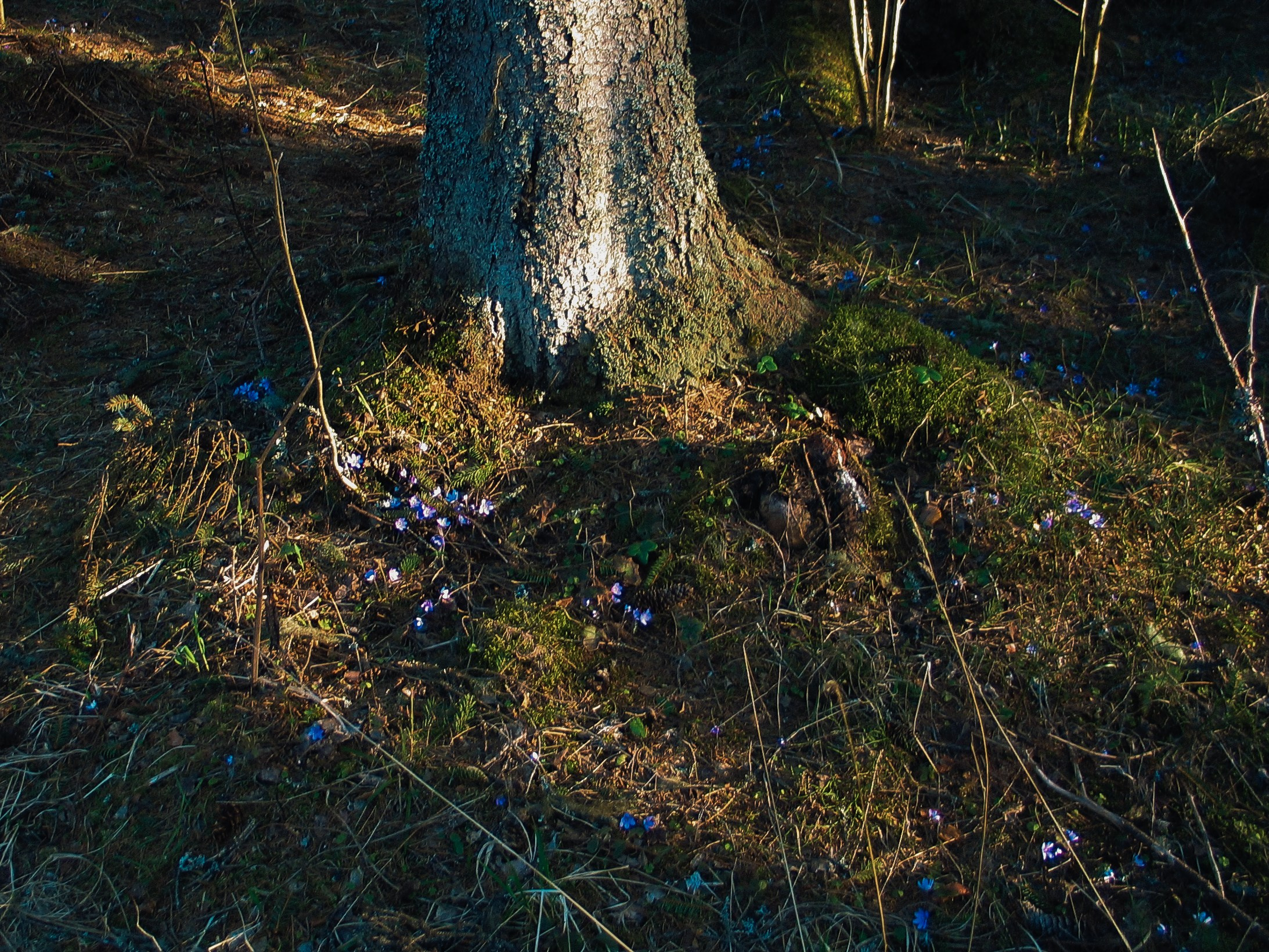 Сплав по Китенйоки | 2025