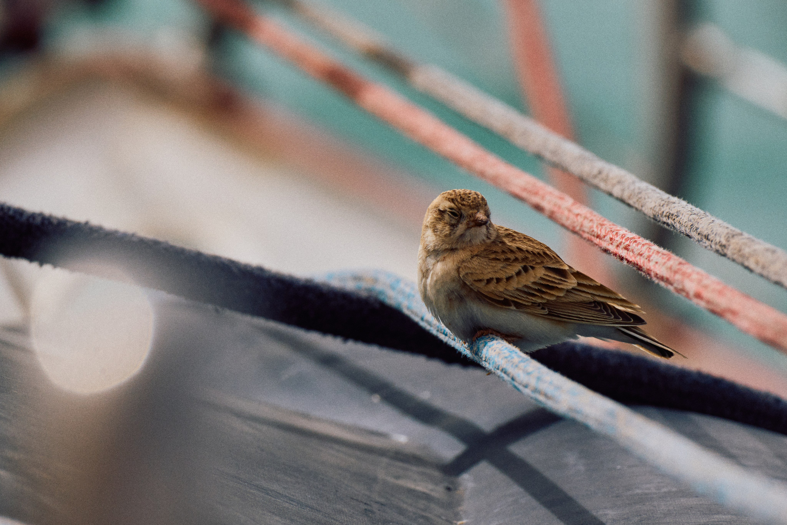 Morocco-Gambia. See the moment and catche. commercial and reportage