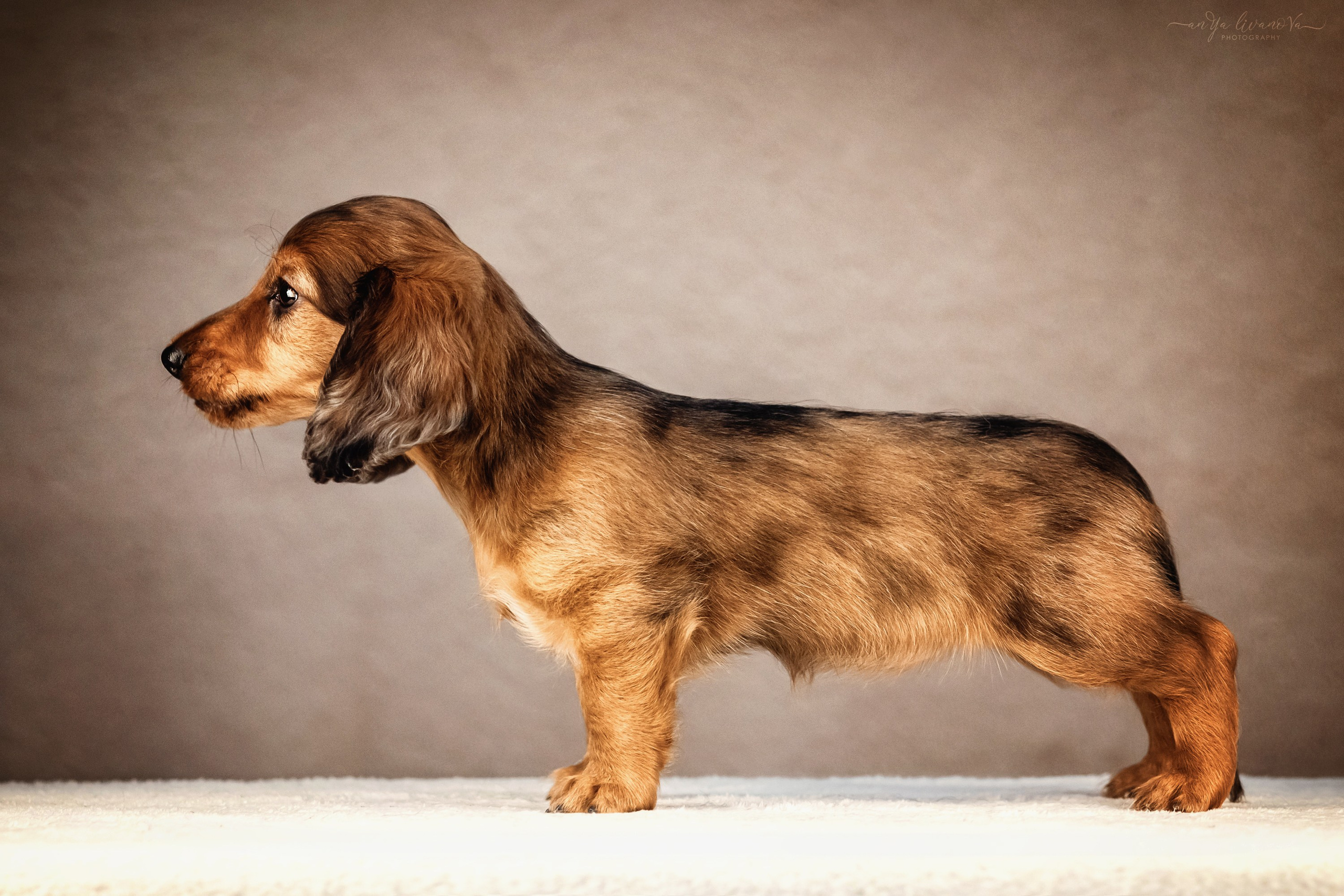 Таксята. Фотограф анималист Аня Ливанова | Рыбинск