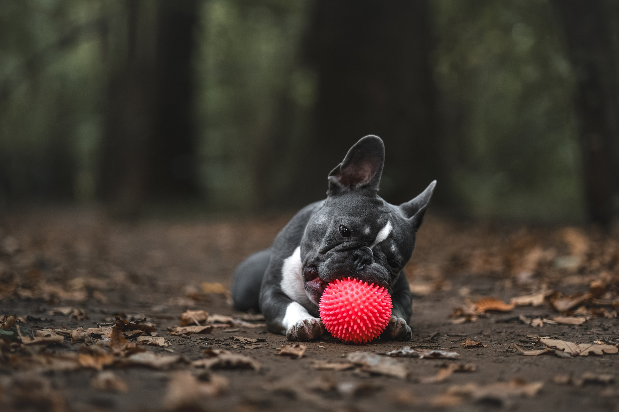 Французский Бульдог в Воронцовском парке (в обработке). Фотограф Анималист в Москве Анастасия Жучкова