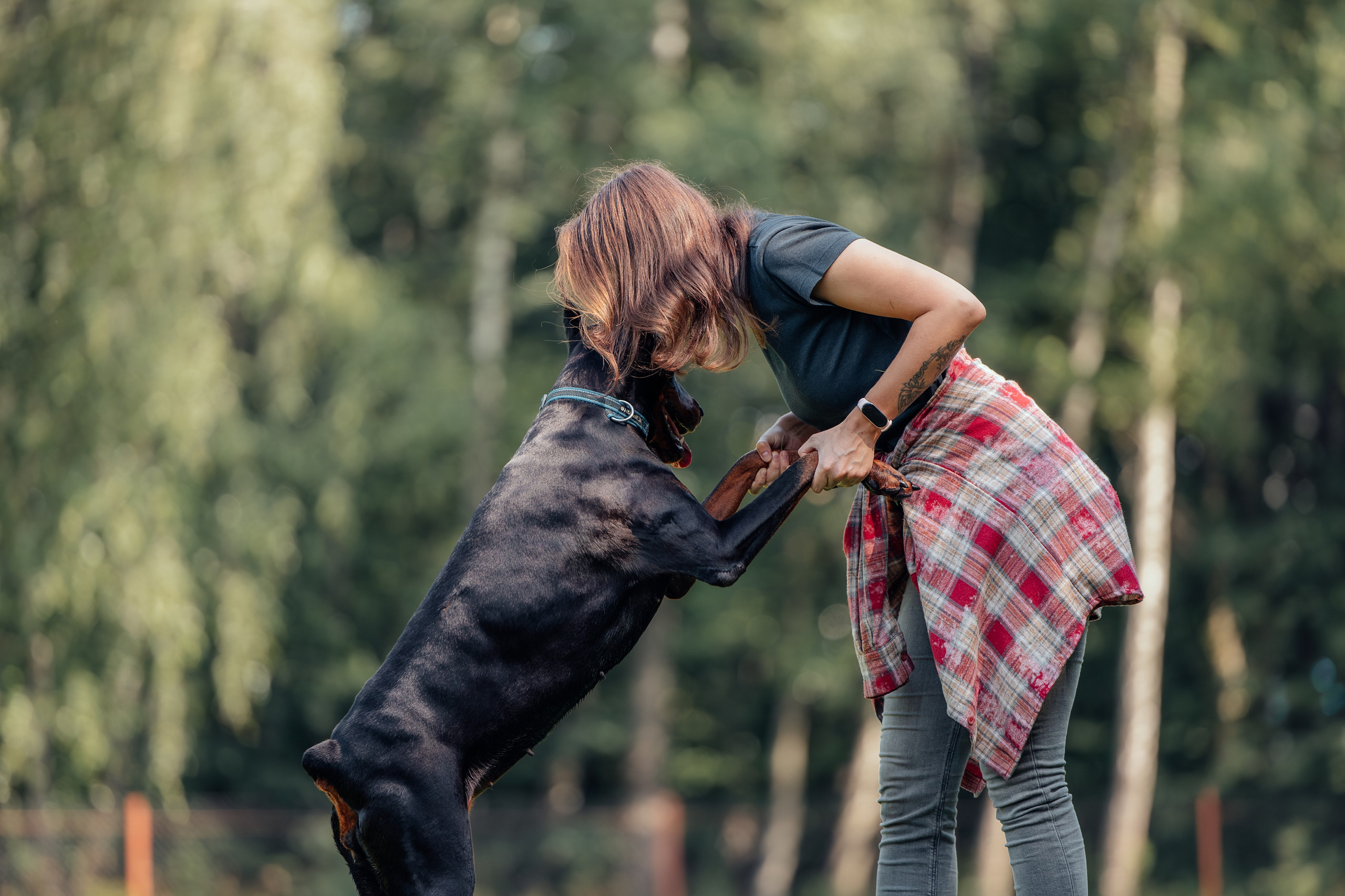 Доберман Айза. Фотограф Анималист в Москве Анастасия Жучкова