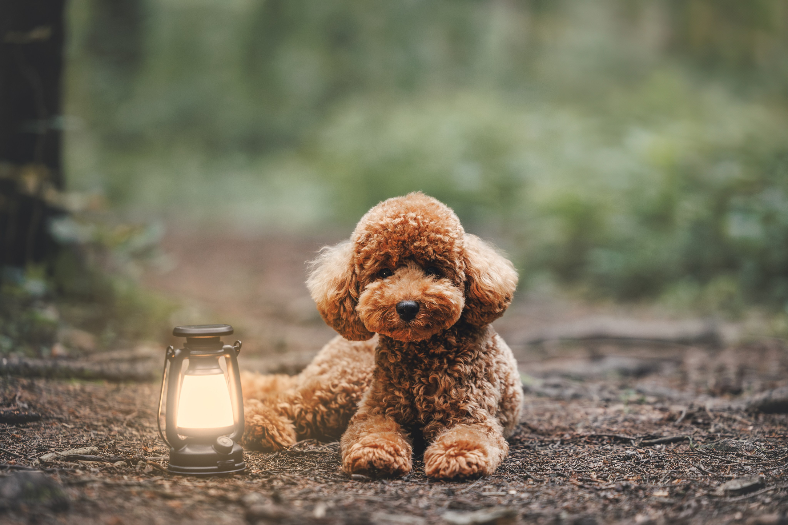 Лесная прошулка. Фотограф Анималист в Москве Анастасия Жучкова