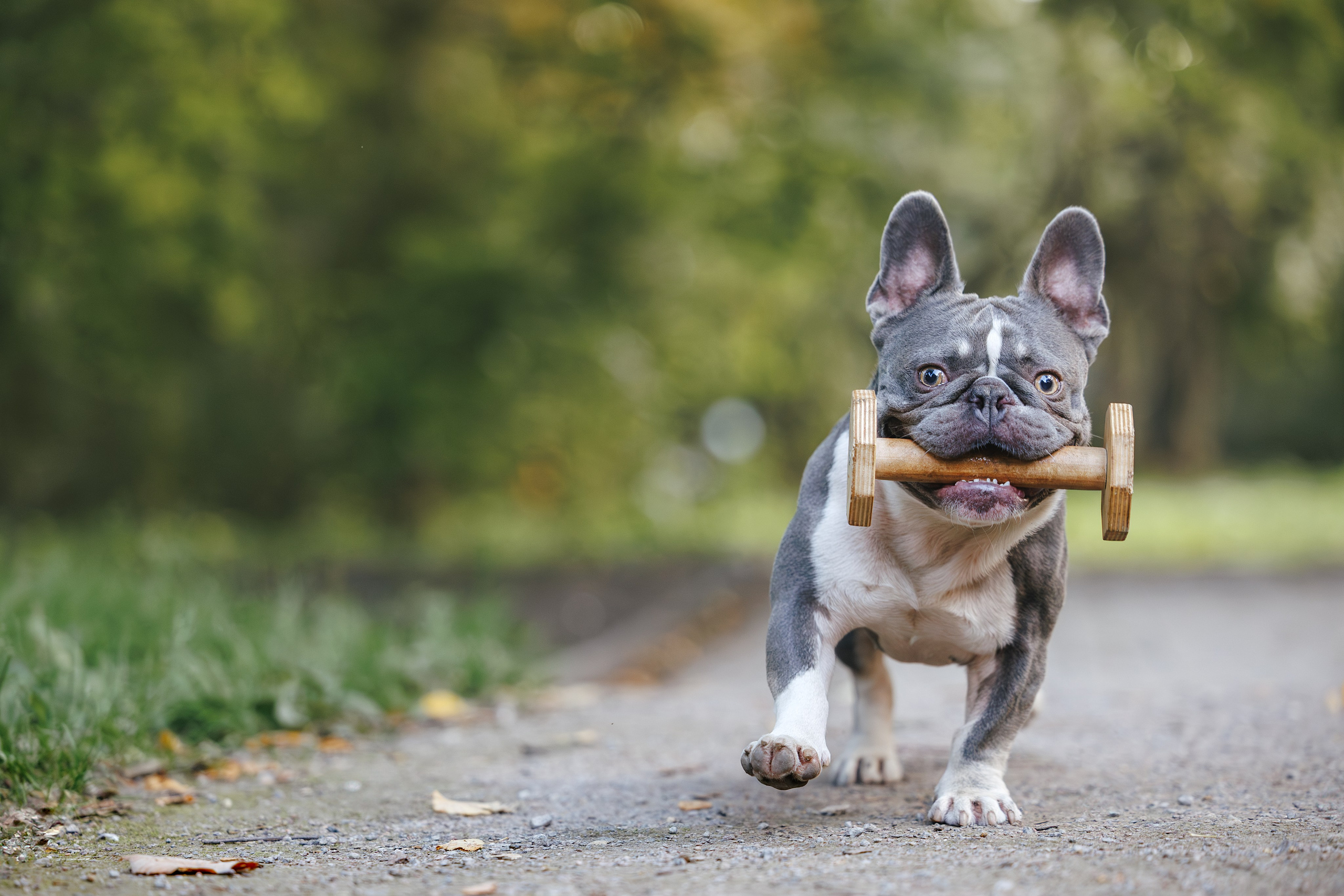 Французский Бульдог в Воронцовском парке (в обработке). Фотограф Анималист в Москве Анастасия Жучкова