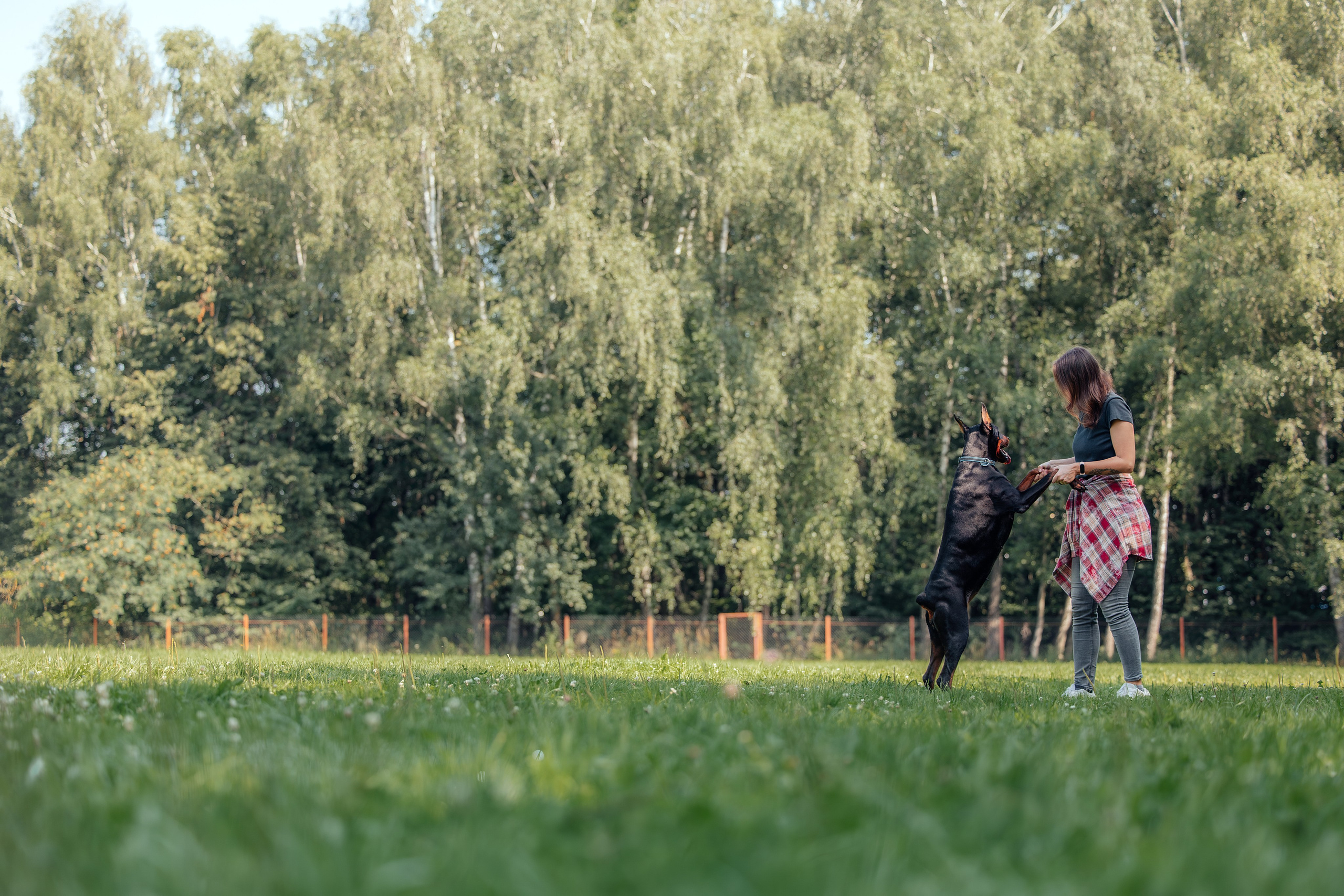 Доберман Айза. Фотограф Анималист в Москве Анастасия Жучкова