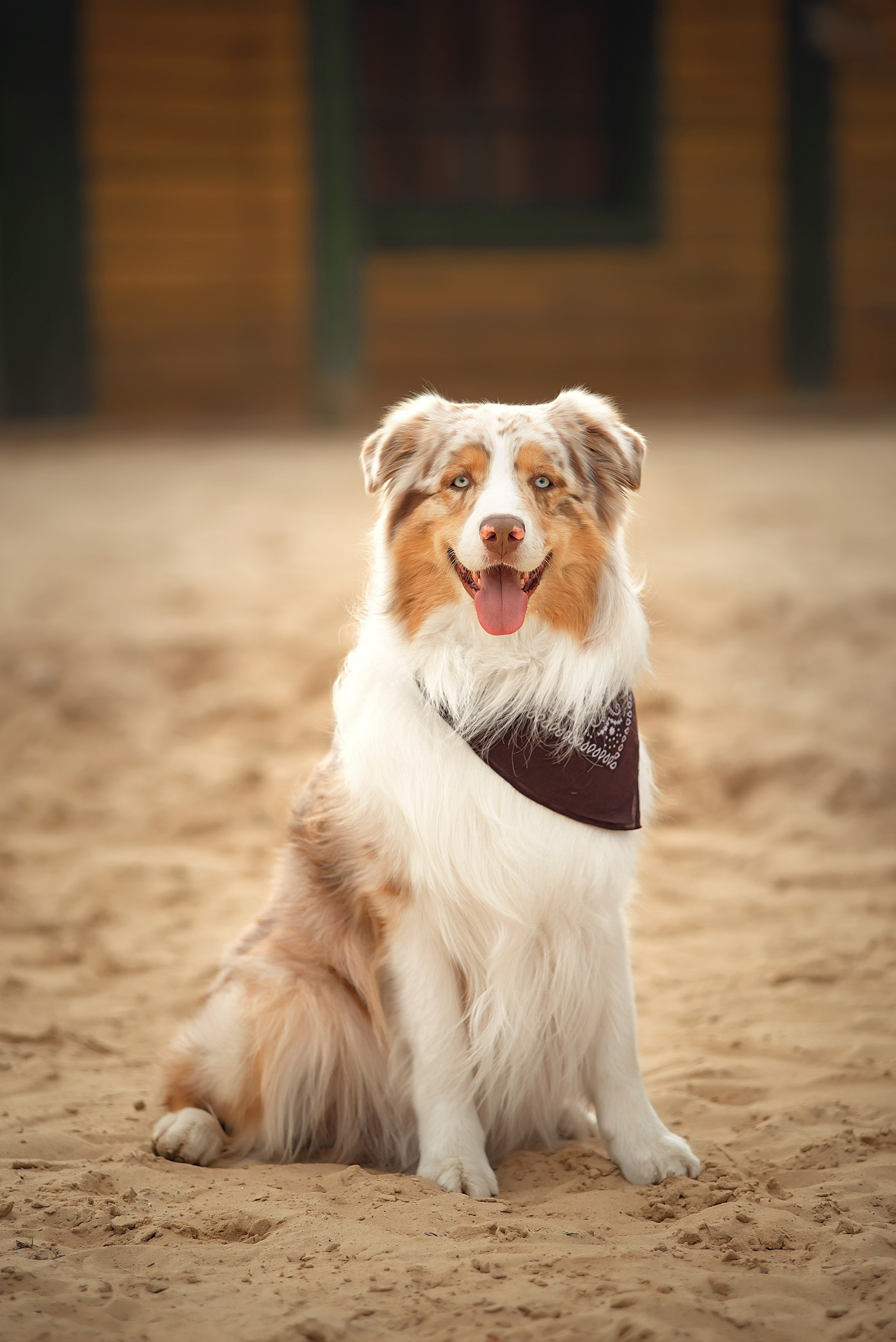 Анималистика. Детский и семейный фотограф в Пензе Камалова Анастасия
