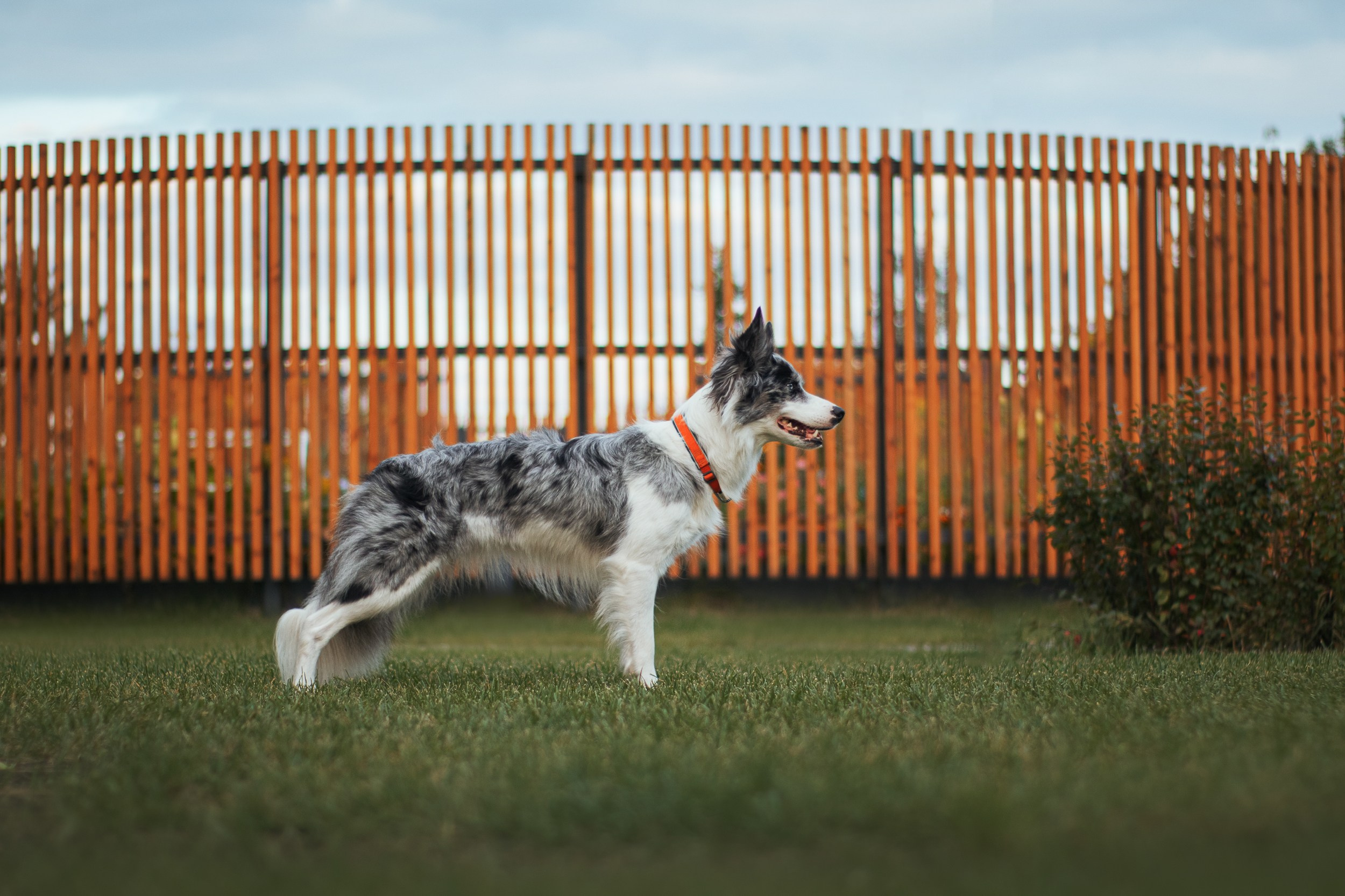 Лисса. Фотограф в Тюмени Лизавета Сапицкая