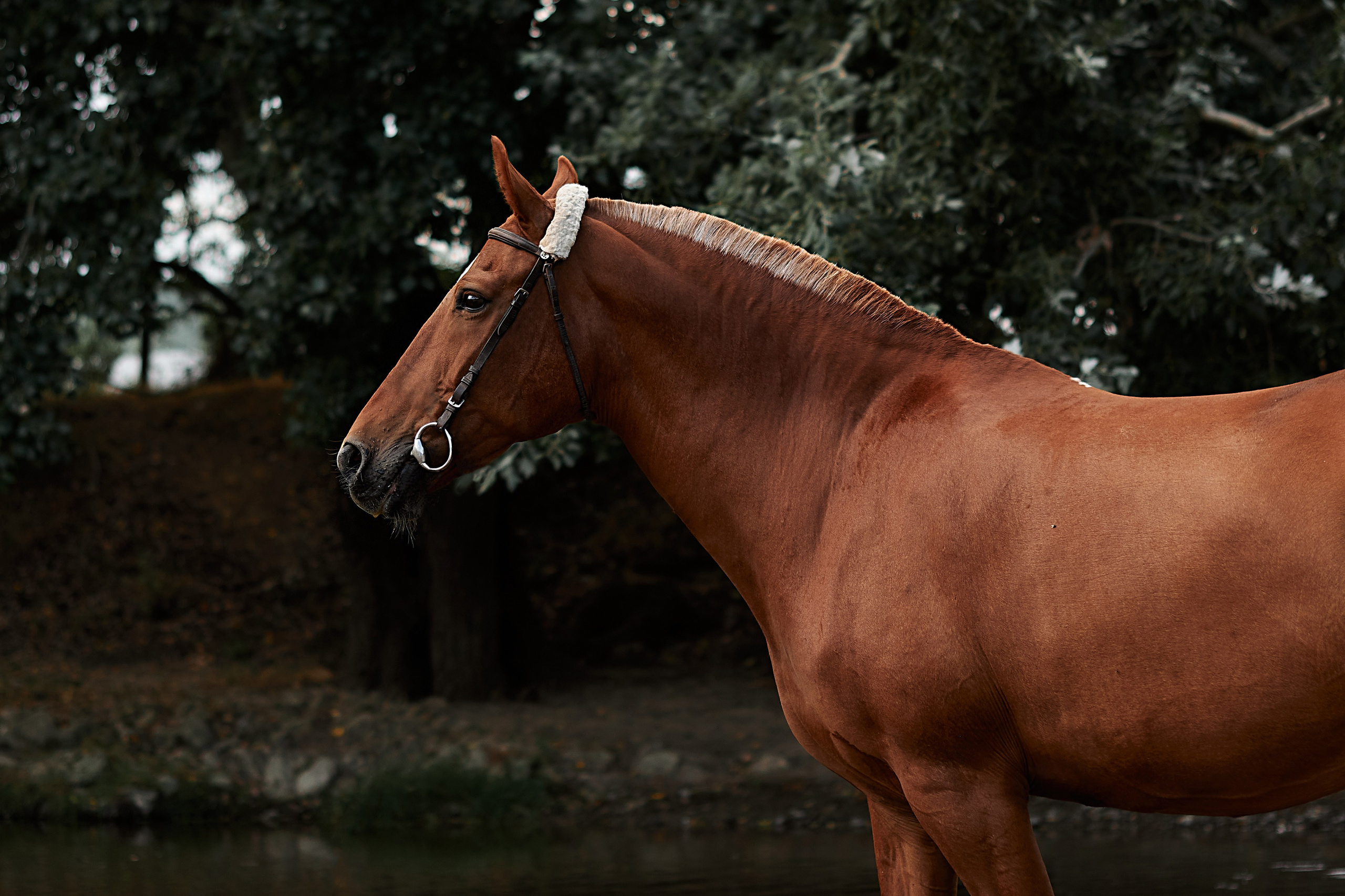 Касандра. Фотограф в Севастополе