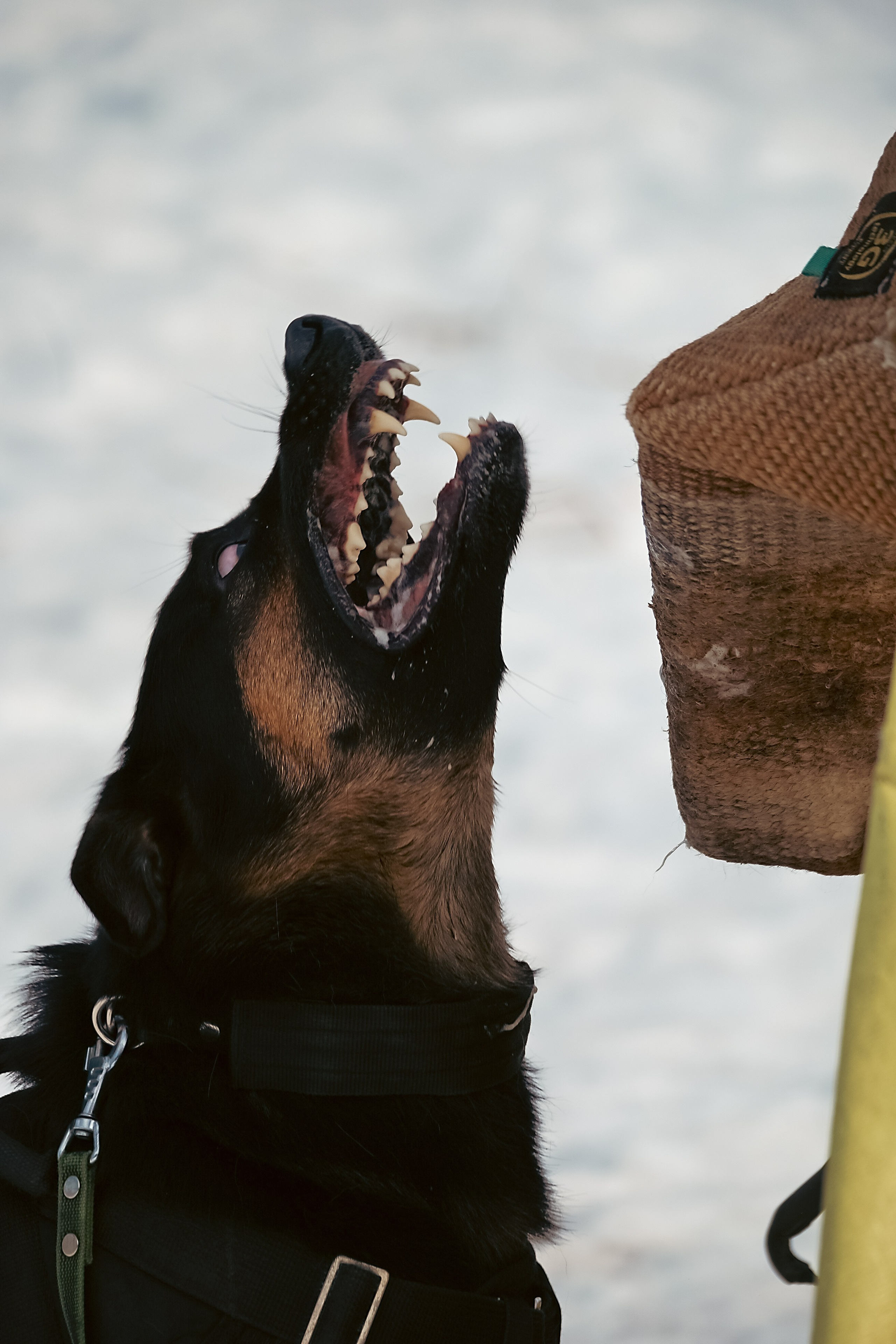 Репортажная съемка. Фотограф-анималист Нижний Новгород