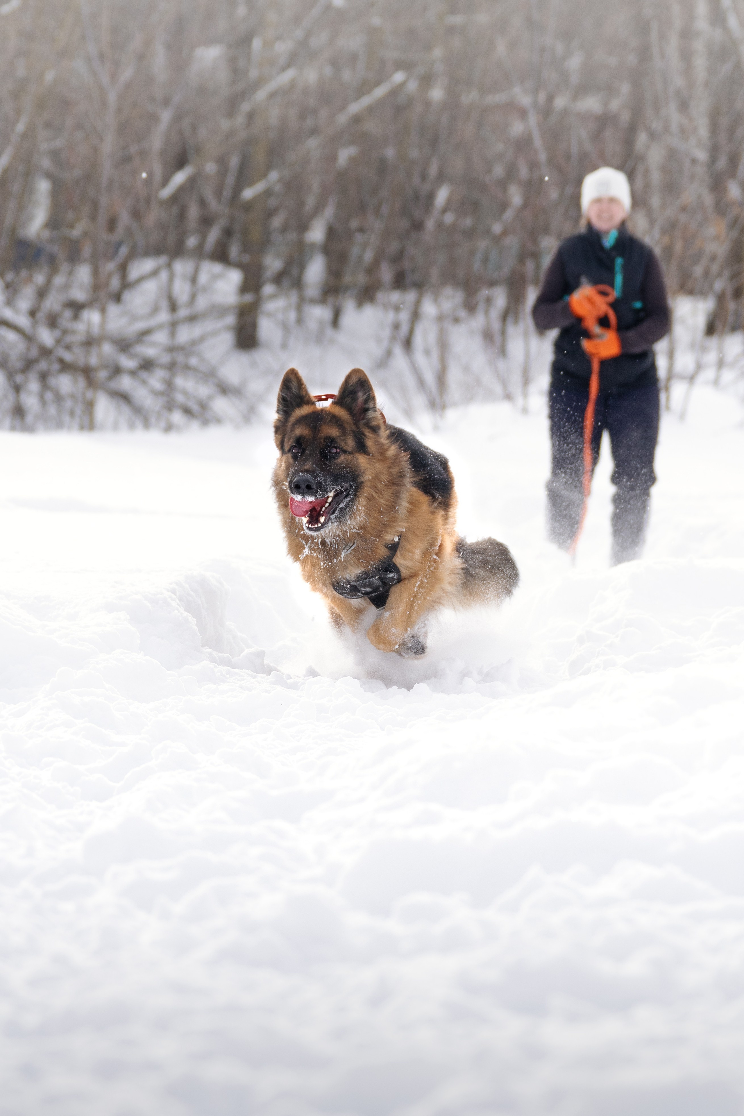 Репортажная съемка. Фотограф-анималист Нижний Новгород