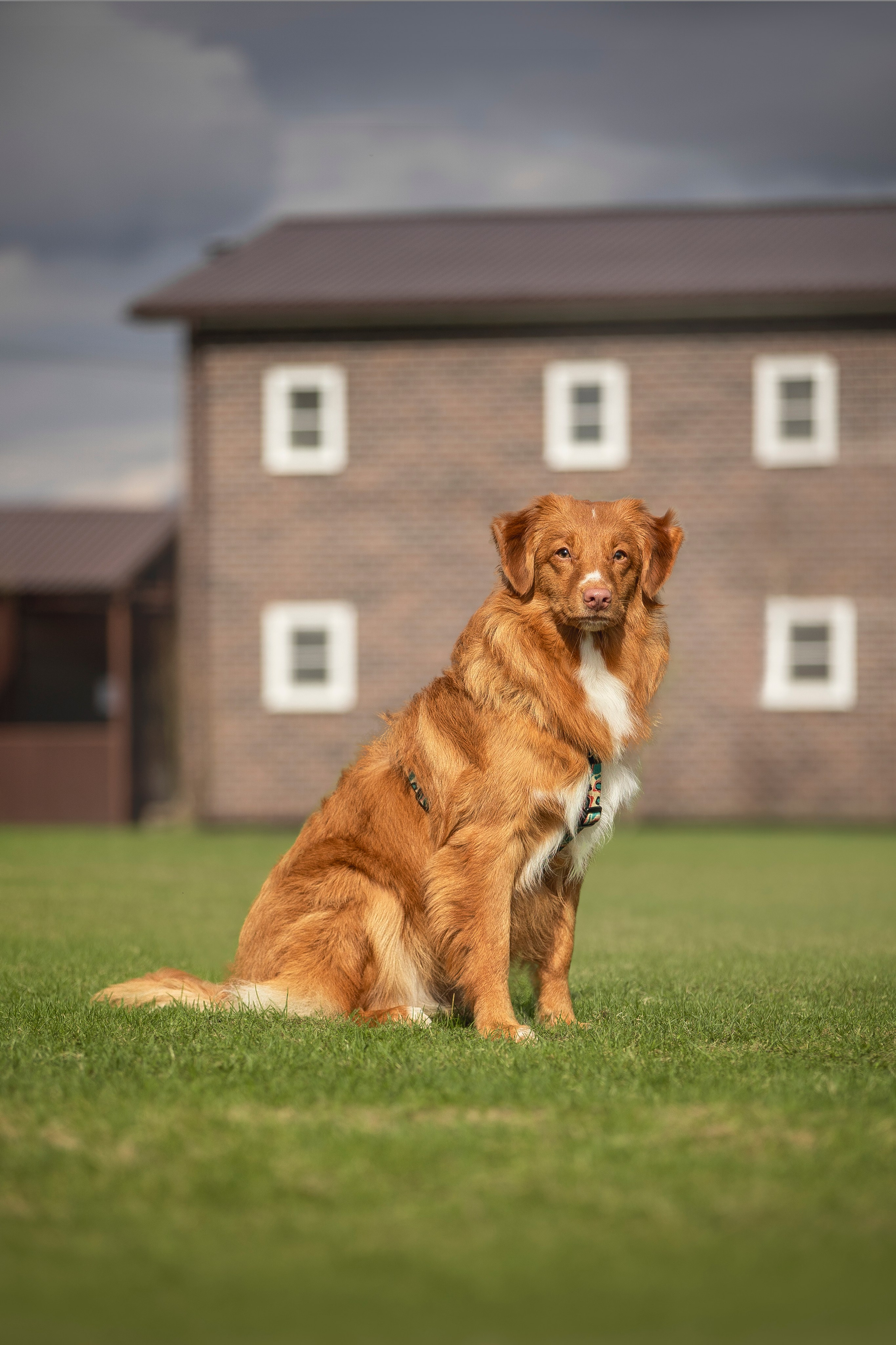 Толлер Орландо (Выставка). Фотограф анималист в Москве Майорова Евгения