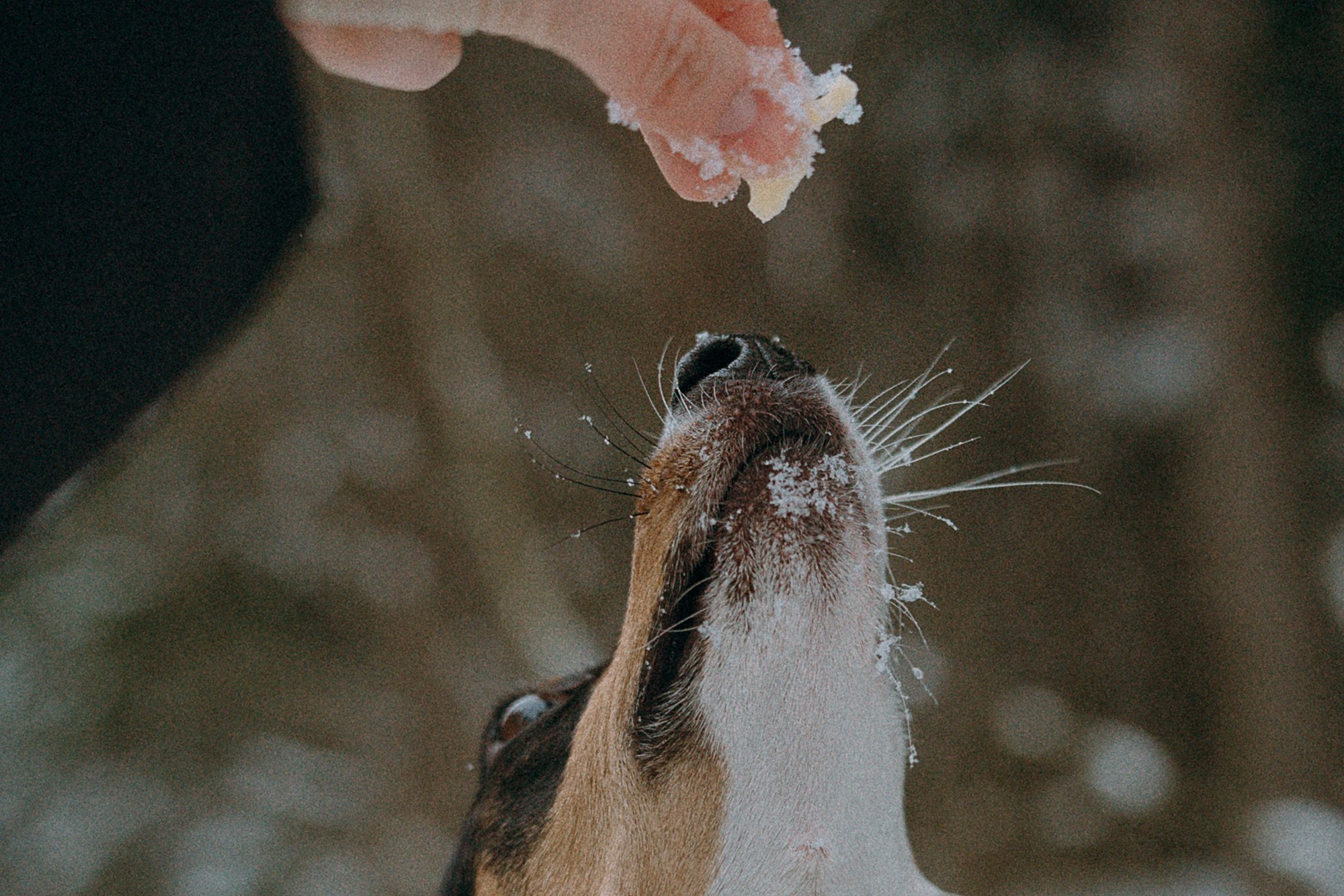 Алина, Ваниль и Элис. Фотограф анималист в Москве и Санкт-Петербурге Свиридова Анна