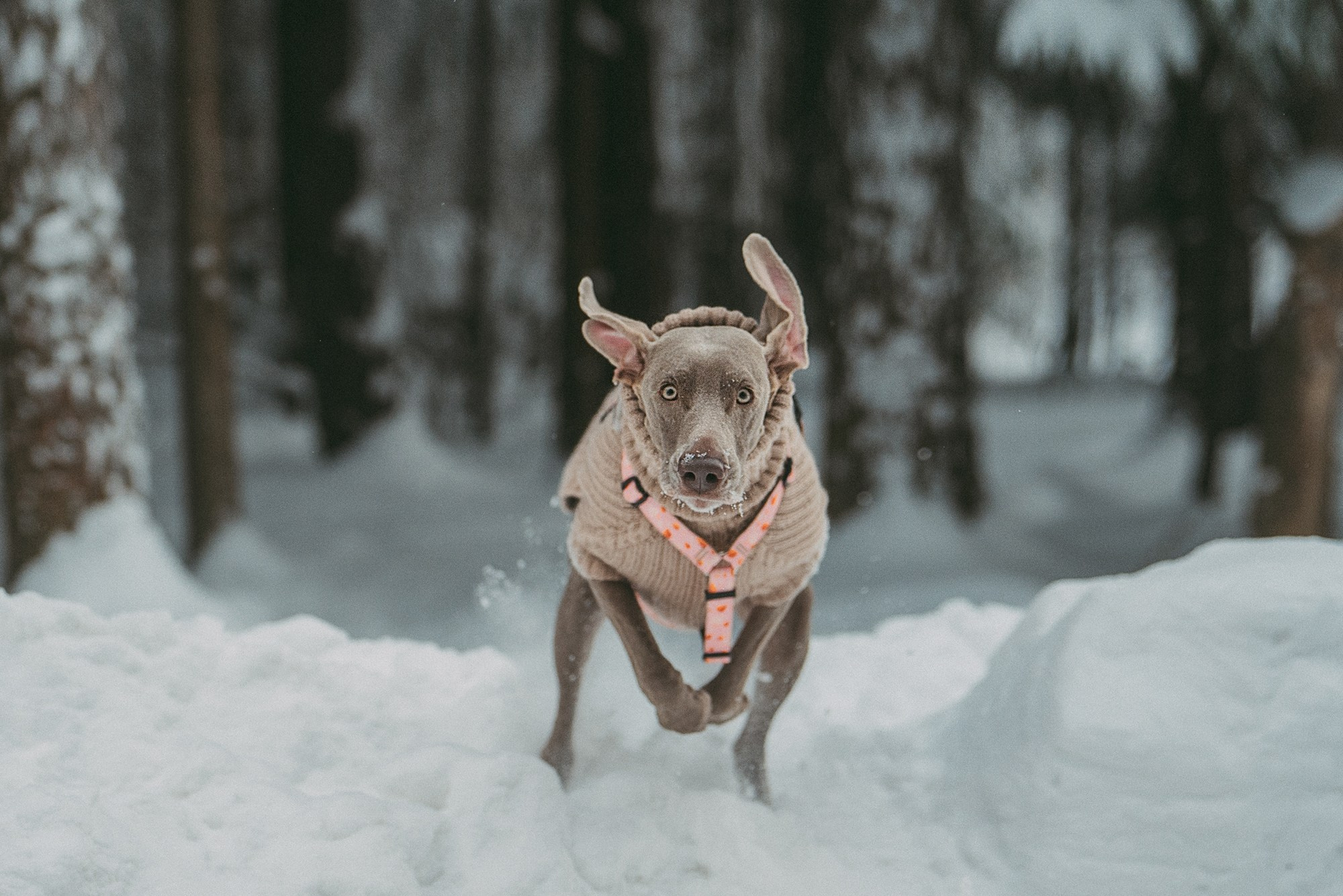 Лена и Фанни. Фотограф анималист в Москве и Санкт-Петербурге Свиридова Анна